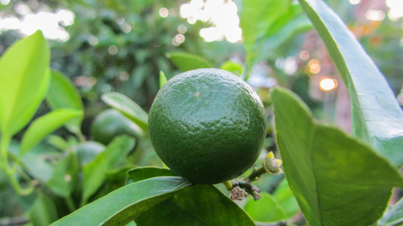 Canon PowerShot SX230 HS sample photo. Lime, fruit, green photography