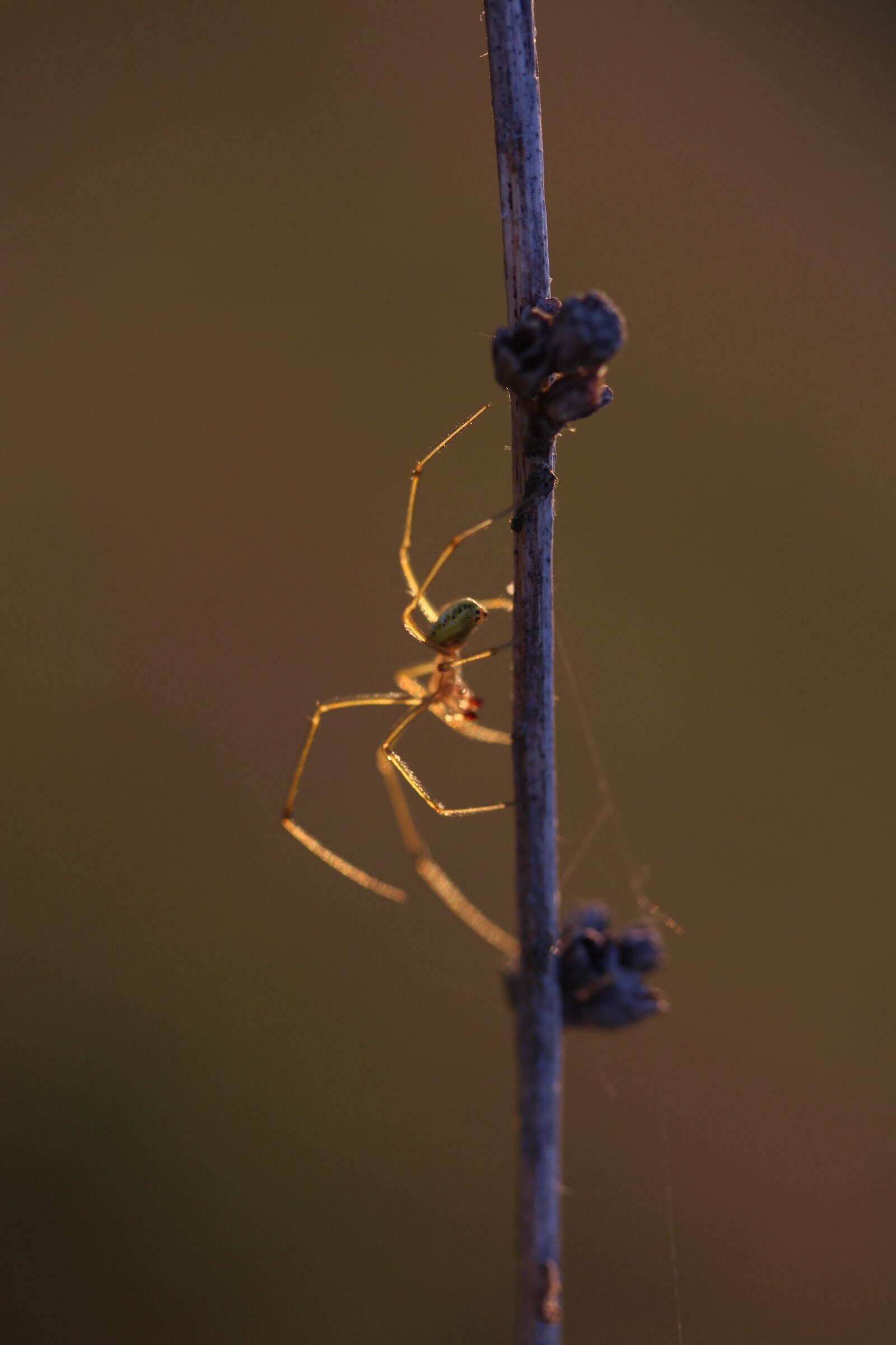 Canon EOS 700D (EOS Rebel T5i / EOS Kiss X7i) sample photo. Spider, casey, light photography