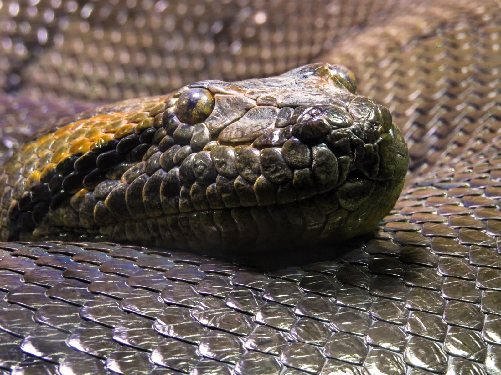 Canon PowerShot SX50 HS sample photo. Animal world, snake, snakehead photography