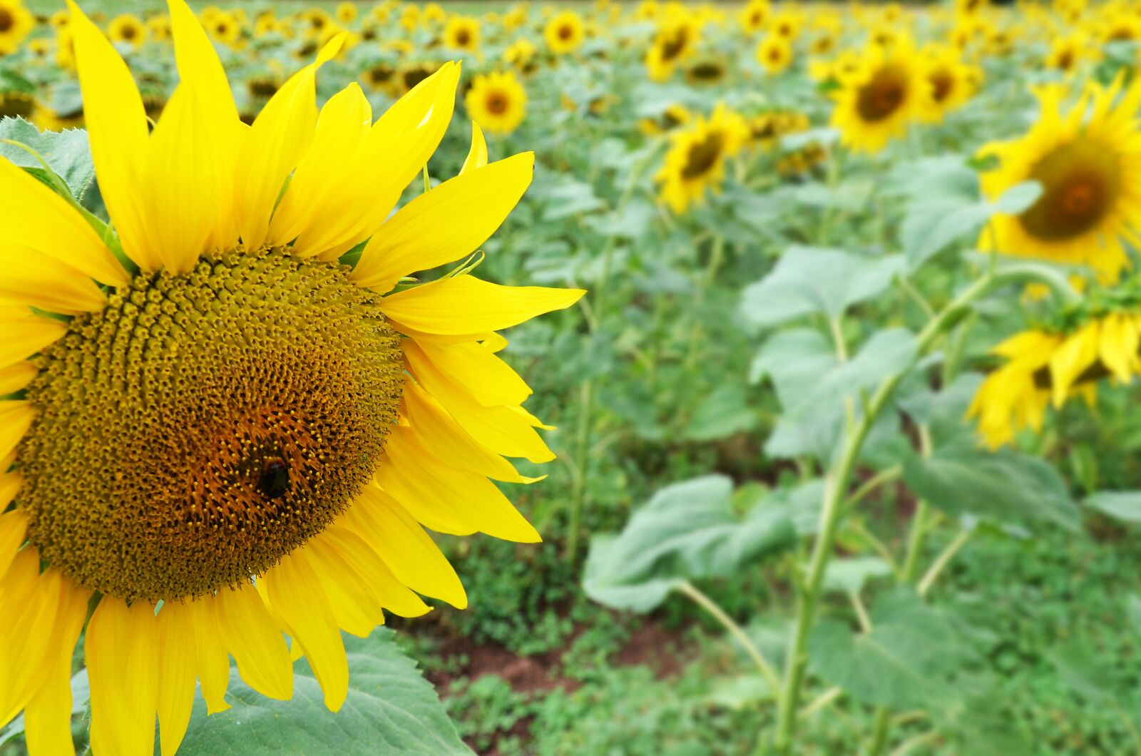 Nikon D5100 sample photo. Sunflower, fields, flower photography