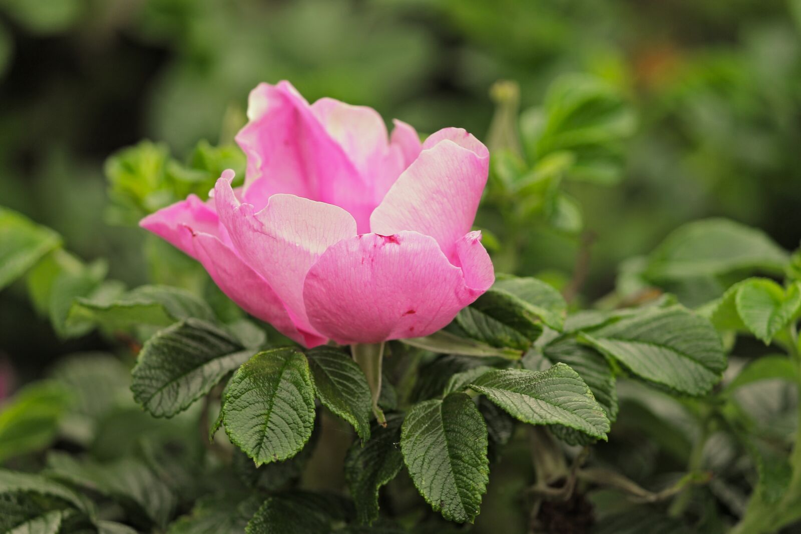 Canon EOS 1100D (EOS Rebel T3 / EOS Kiss X50) sample photo. Heck roses, pink corymbifera photography