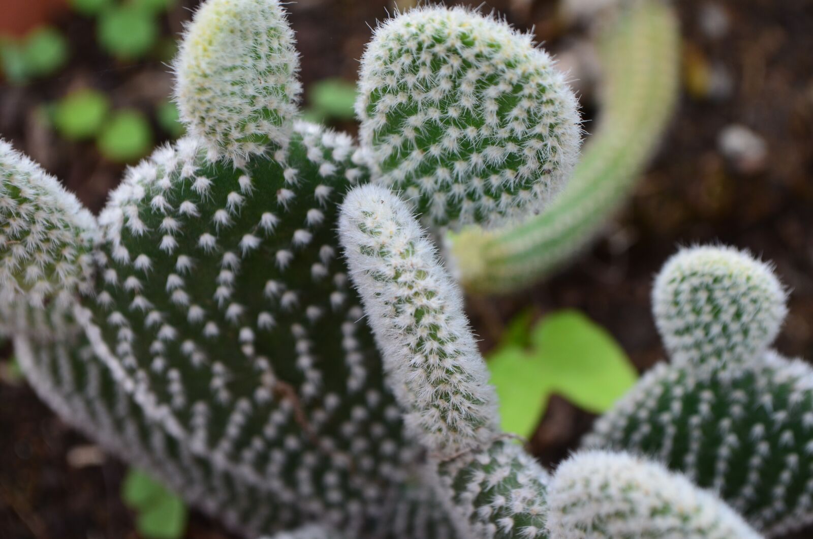 Nikon D5100 sample photo. Cactus, white, thorns photography