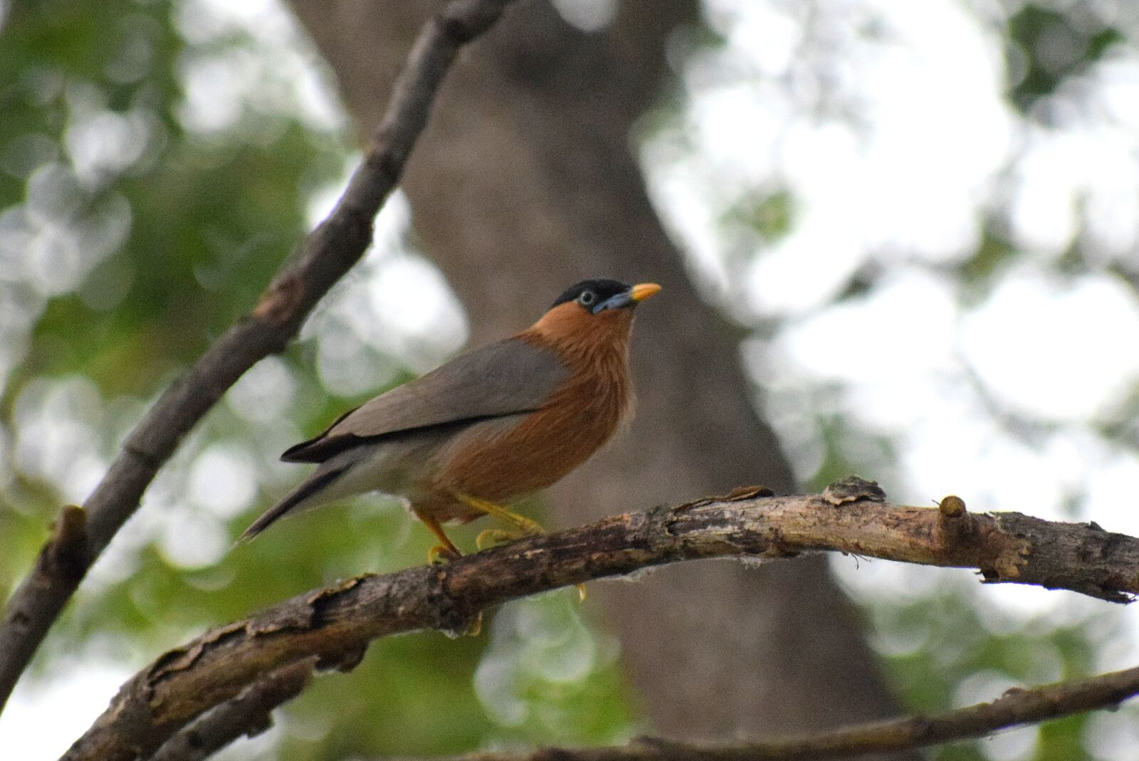 Nikon D3300 sample photo. Bird, branch, nature photography