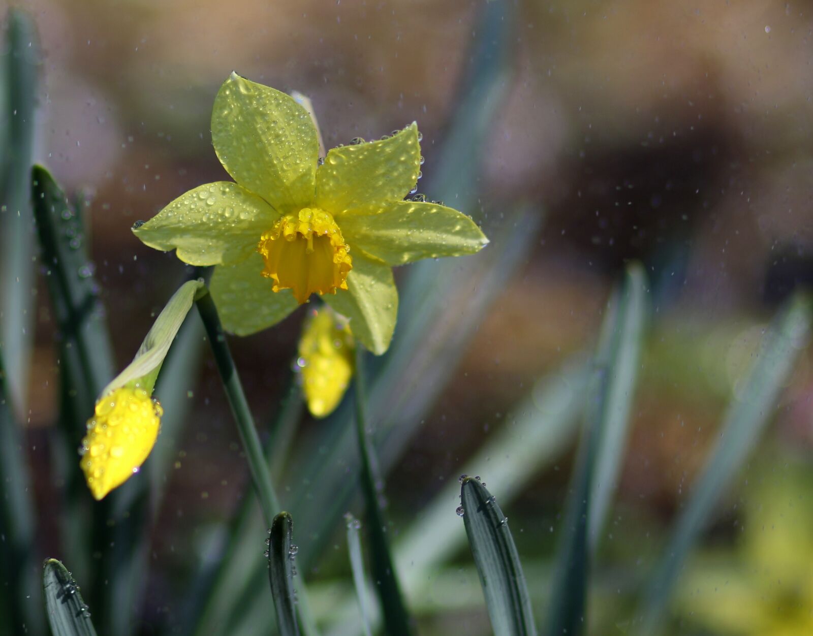 Canon EF 85mm F1.8 USM sample photo. Daffodil, yellow, splash photography