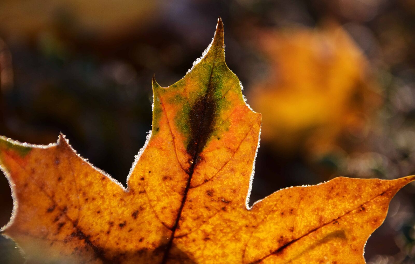 Nikon D3300 sample photo. Flora, leaf, nature, autumn photography