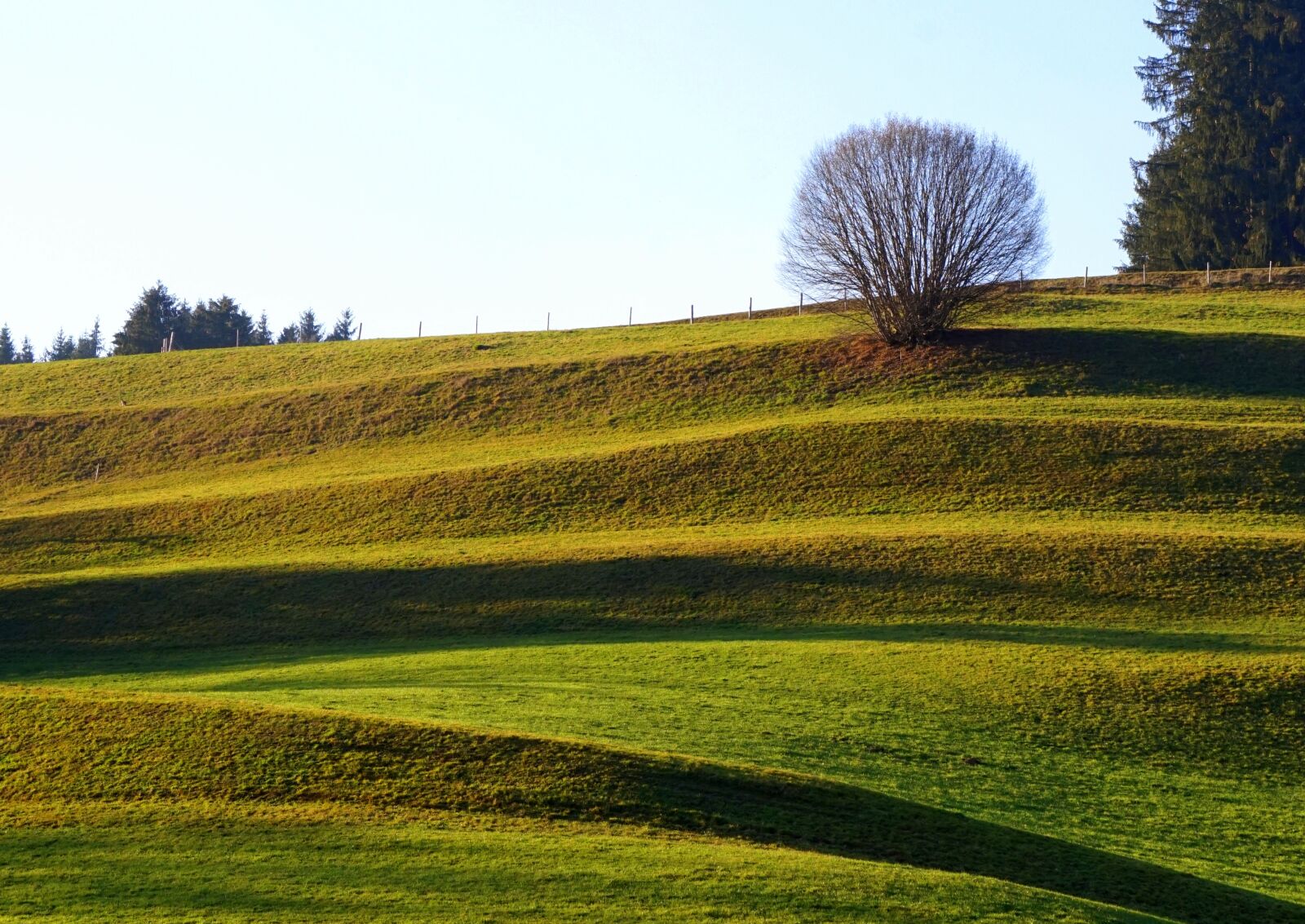 Sony Alpha a5000 (ILCE 5000) + Sony E 55-210mm F4.5-6.3 OSS sample photo. Allgäu, meadow, nature photography