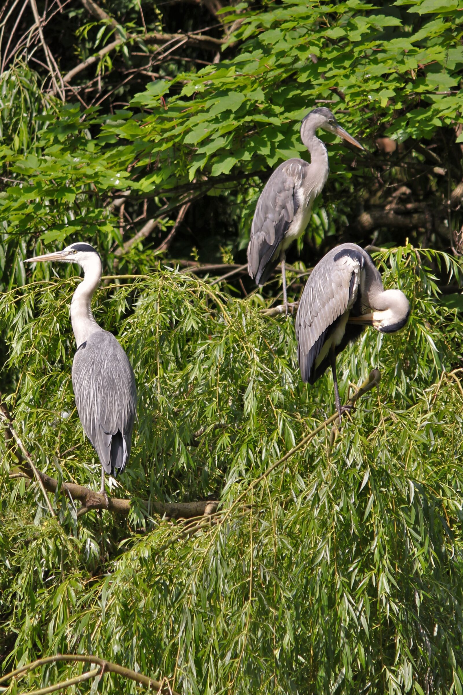 Canon EOS 550D (EOS Rebel T2i / EOS Kiss X4) sample photo. Grey heron, tree, birds photography