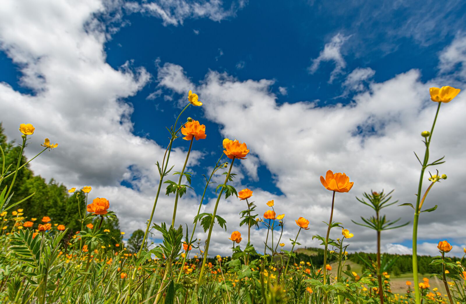 Nikon D800E sample photo. Landscape, meadow, flowers photography