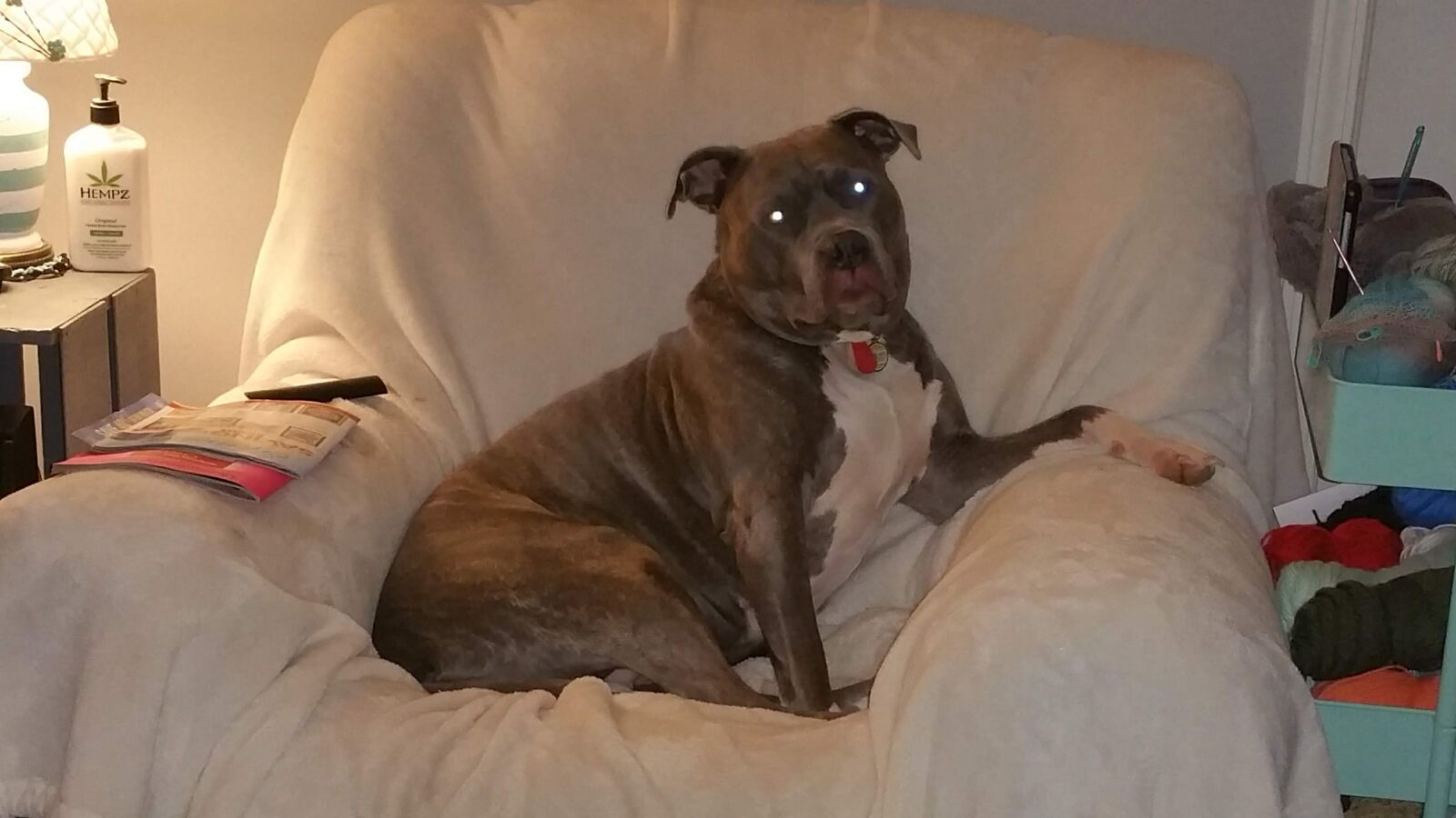 Samsung Galaxy Note4 sample photo. Pit, bull, dog photography