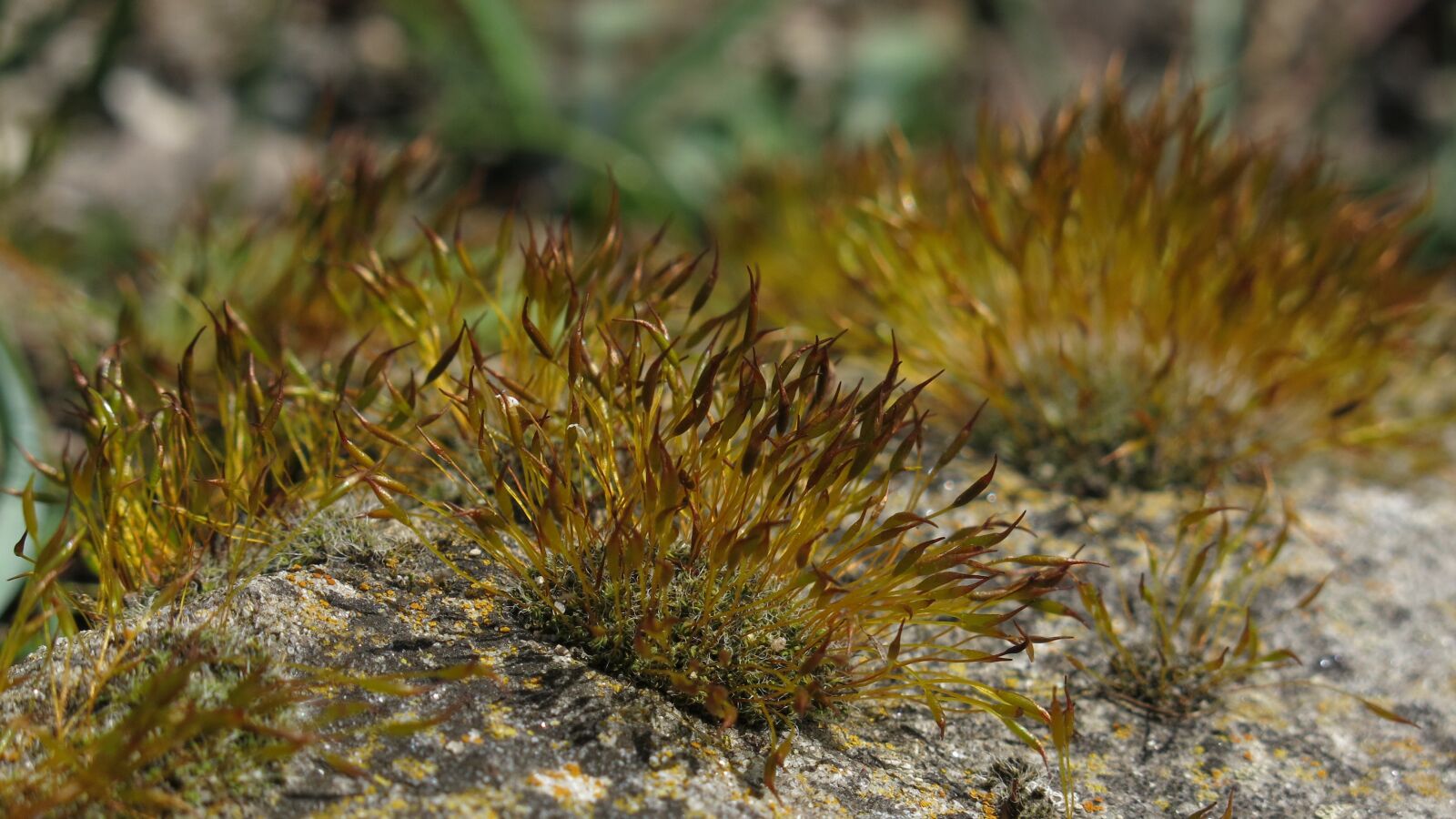 Canon PowerShot G15 sample photo. Moss, stone, nature photography