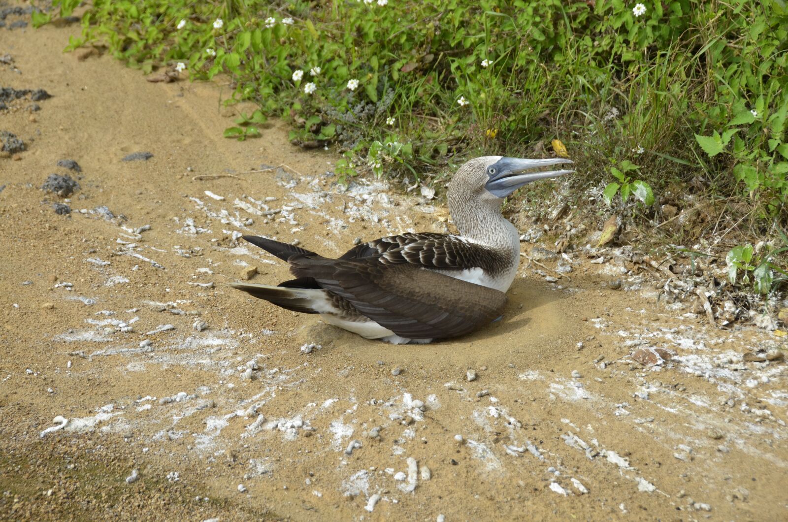 Nikon D5100 sample photo. Galapagos, bird, blauwvoetgent photography