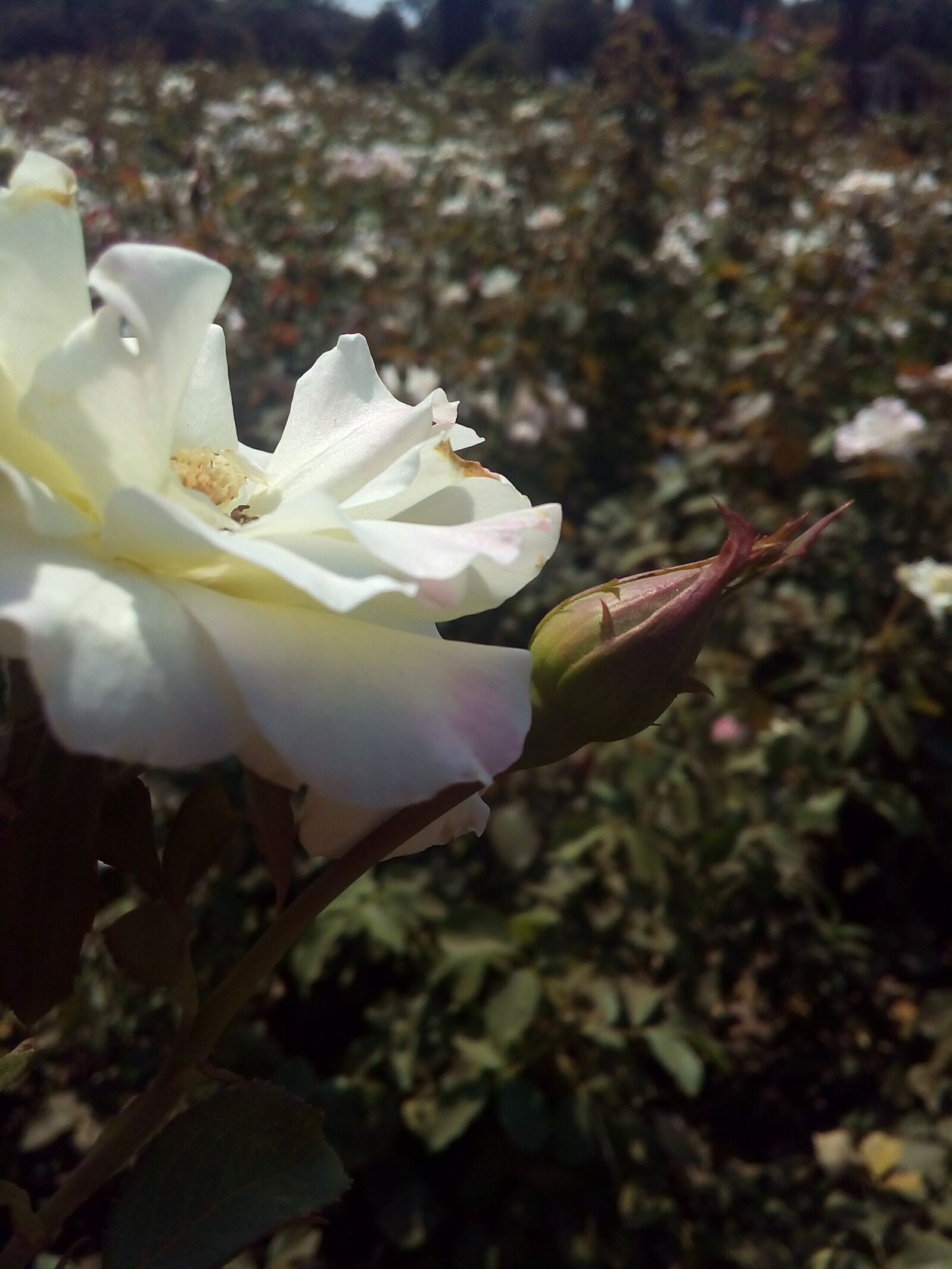 ASUS LIVE (G500TG) sample photo. Flower, flowers, nature photography