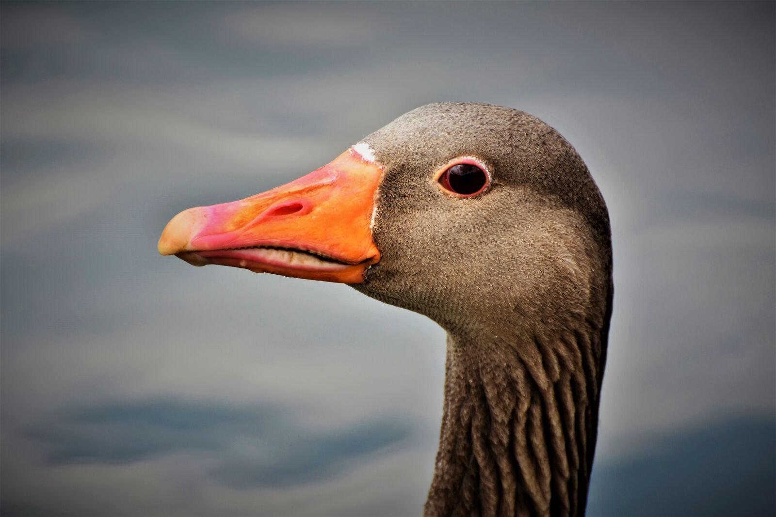 Nikon D7200 sample photo. Goose, greylag goose, wild photography