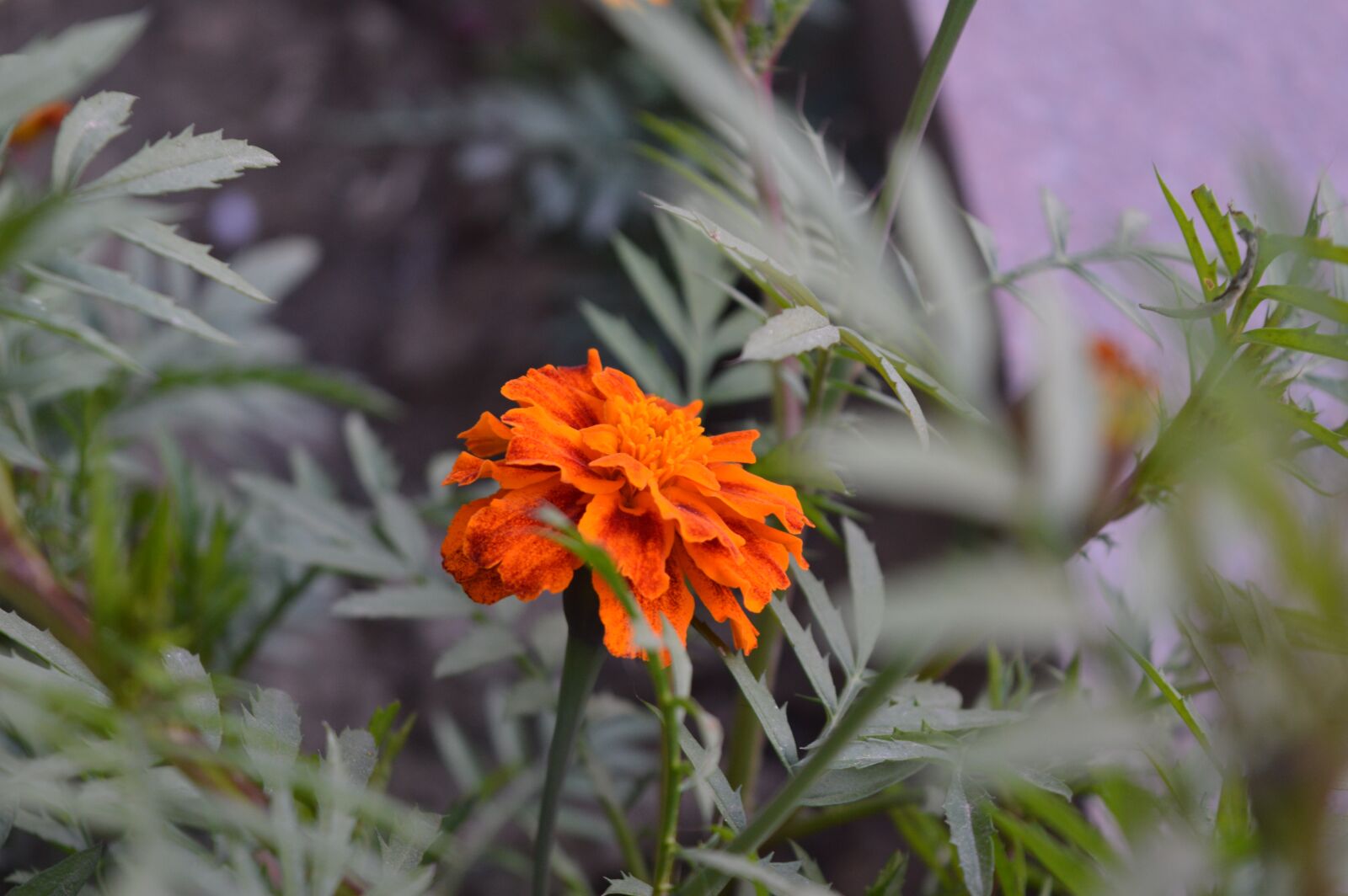 Nikon D3200 sample photo. Genda, flower, nature photography