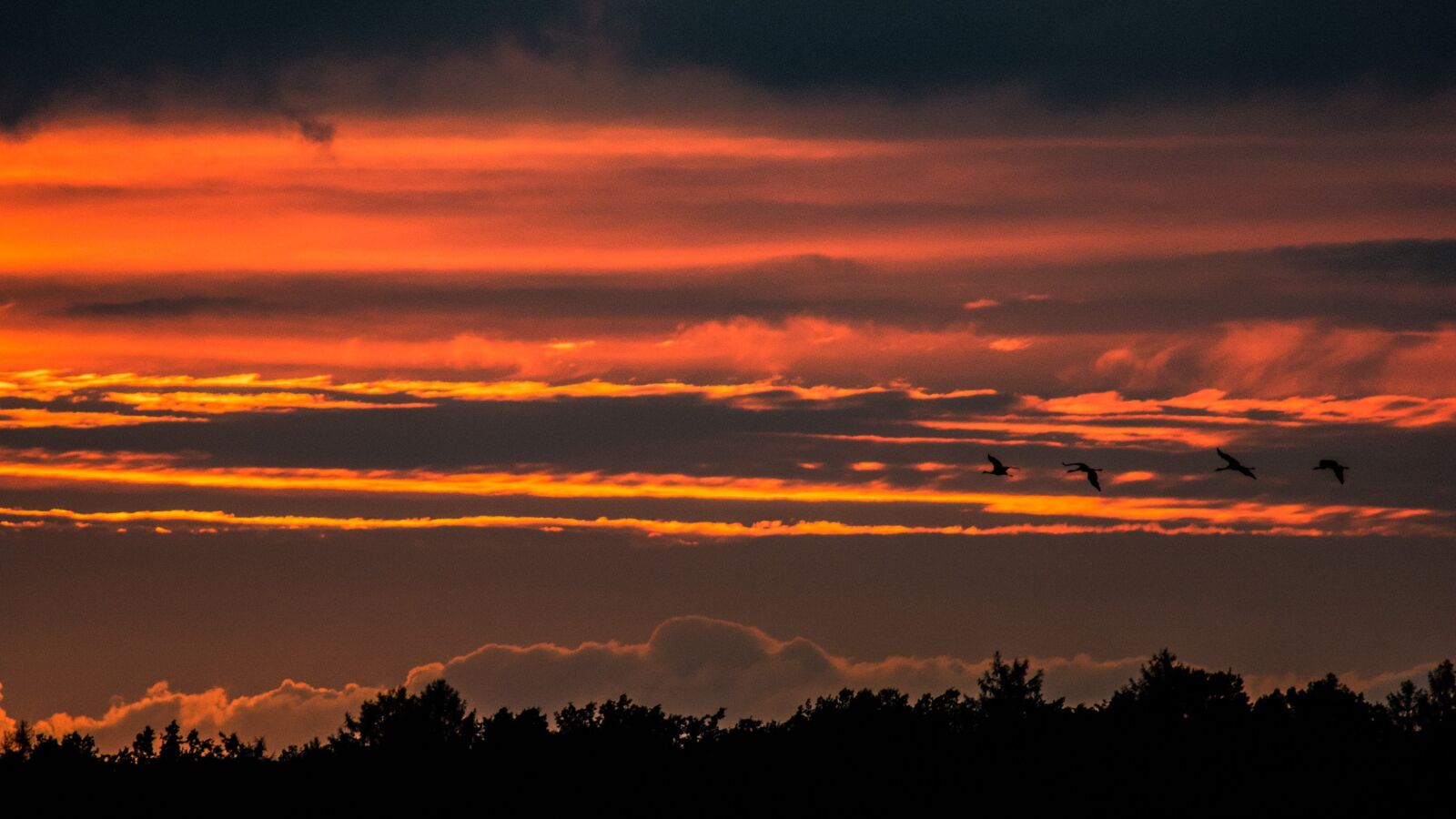Nikon D7100 sample photo. Sunset, nature, bird photography