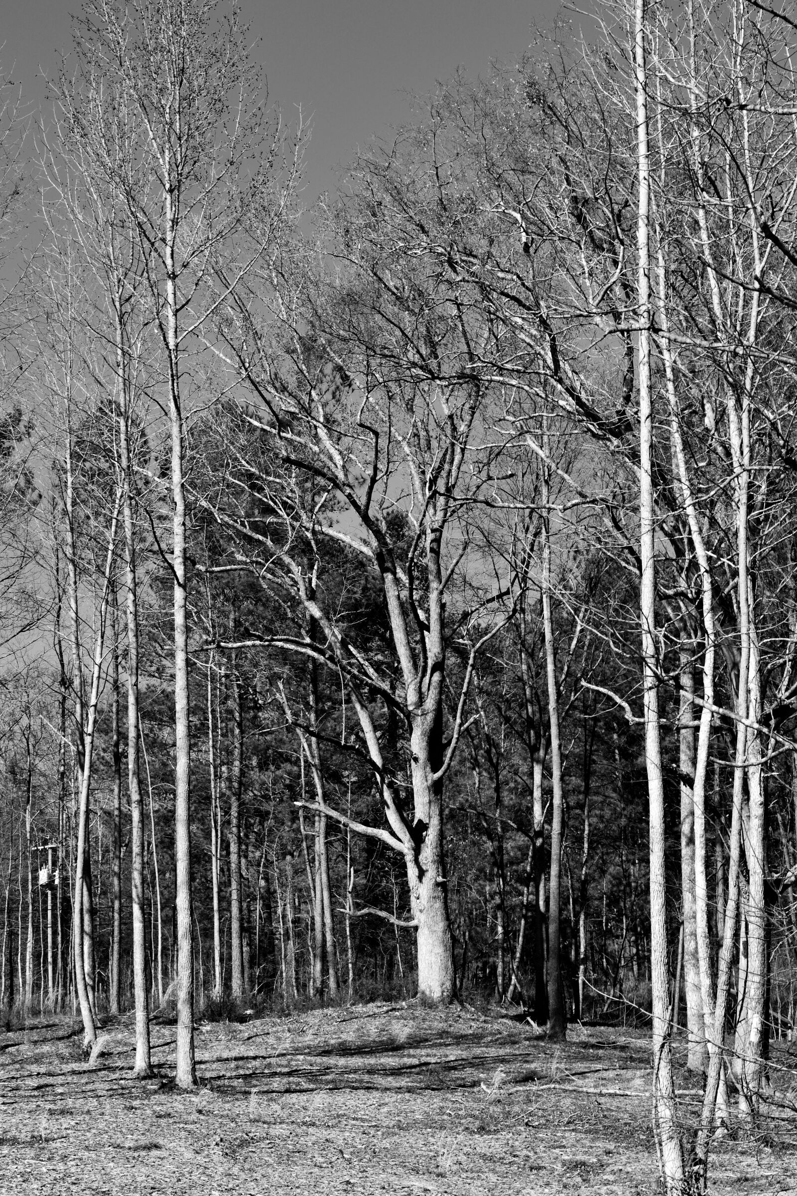 Nikon D3300 sample photo. Forest, barren trees, outdoors photography