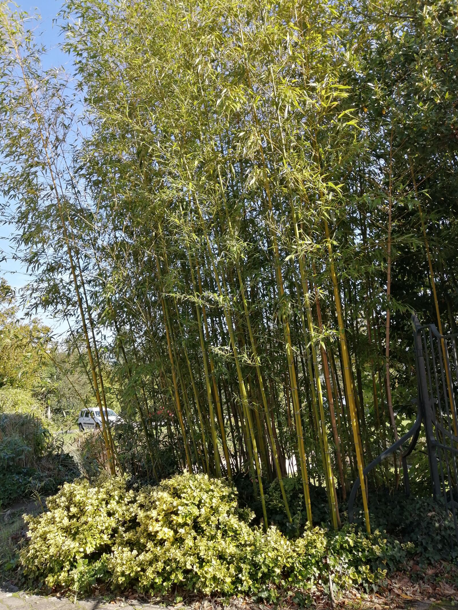 HUAWEI P30 LITE sample photo. Bamboo, nature, green photography