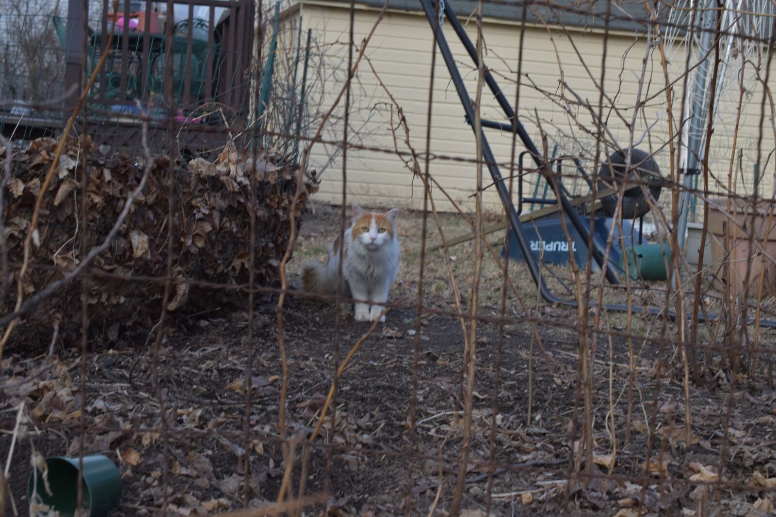 Nikon D5600 sample photo. Cat, farm, feline photography