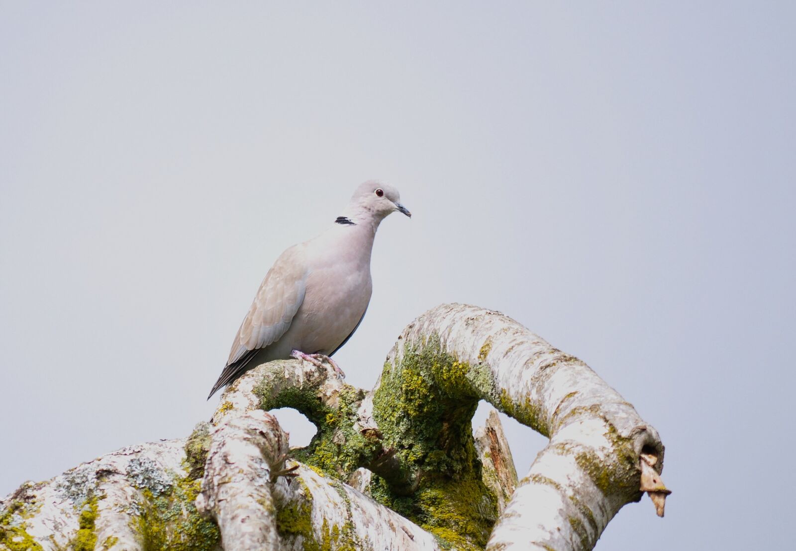 Nikon D90 sample photo. Collared, streptopelia decaocto, dove photography