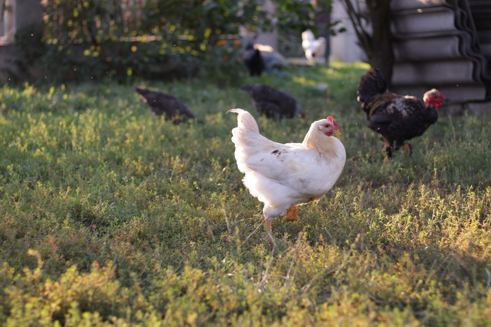 Canon EOS 100D (EOS Rebel SL1 / EOS Kiss X7) sample photo. Chickens, sunset, grass photography