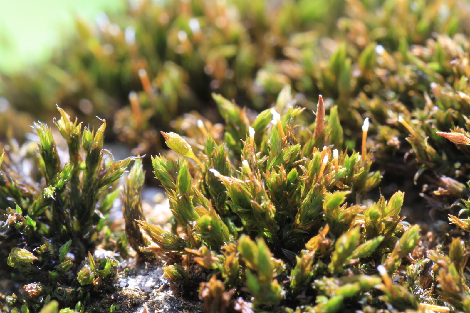 Canon EOS 7D sample photo. Macro, moss, nature photography