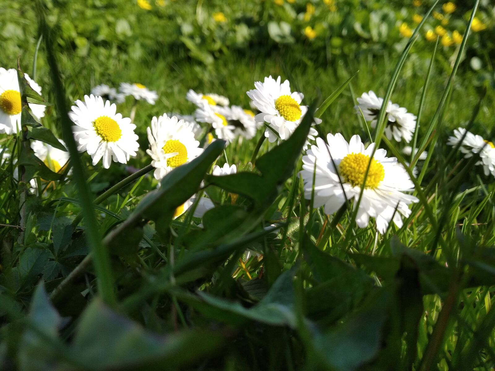 Xiaomi Mi A2 Lite sample photo. Spring, nature, flowers photography