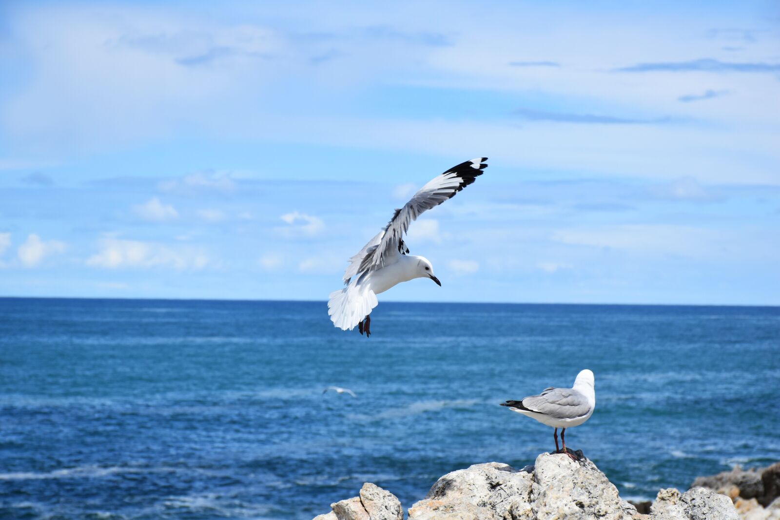 Nikon D5500 sample photo. Seagulls, sea, birds photography