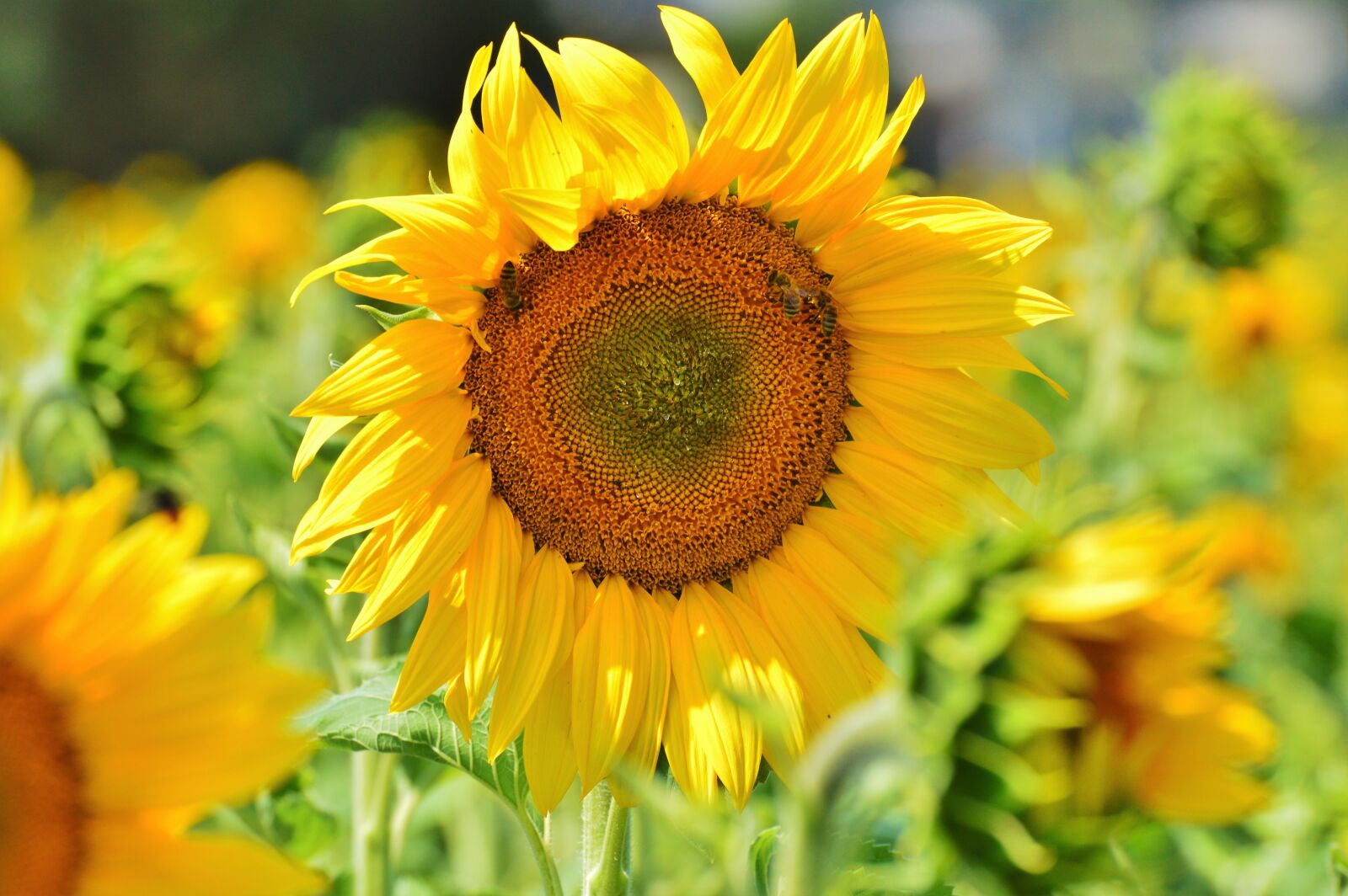 Nikon D3200 sample photo. Sunflower, flower, yellow flower photography