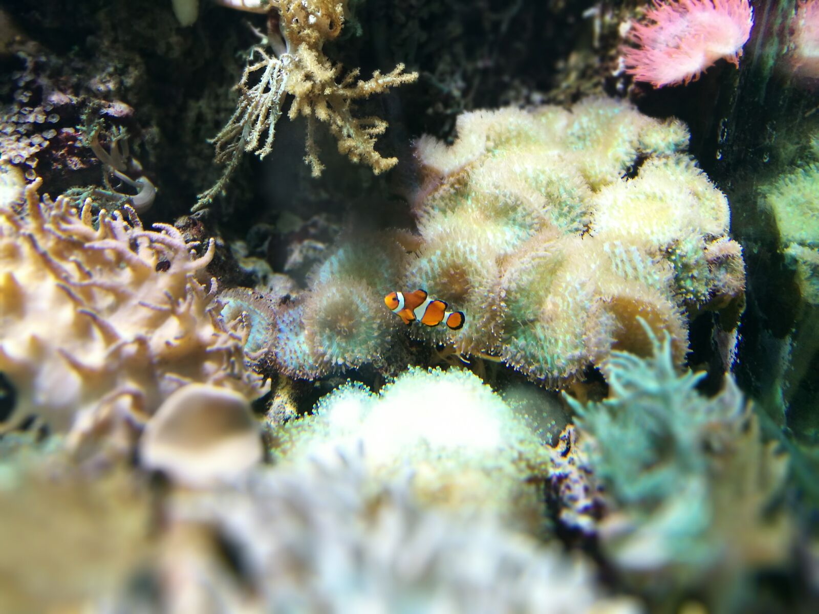 HUAWEI P9 sample photo. Clown fish, hellabrunn, zoo photography