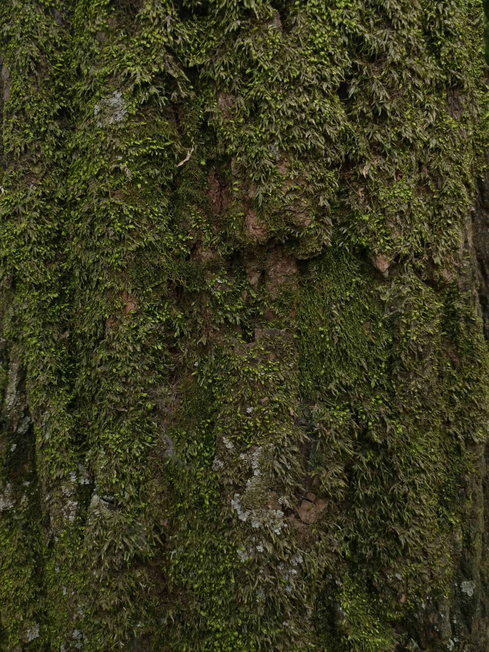 LG V20 sample photo. Tree, pine, moss photography