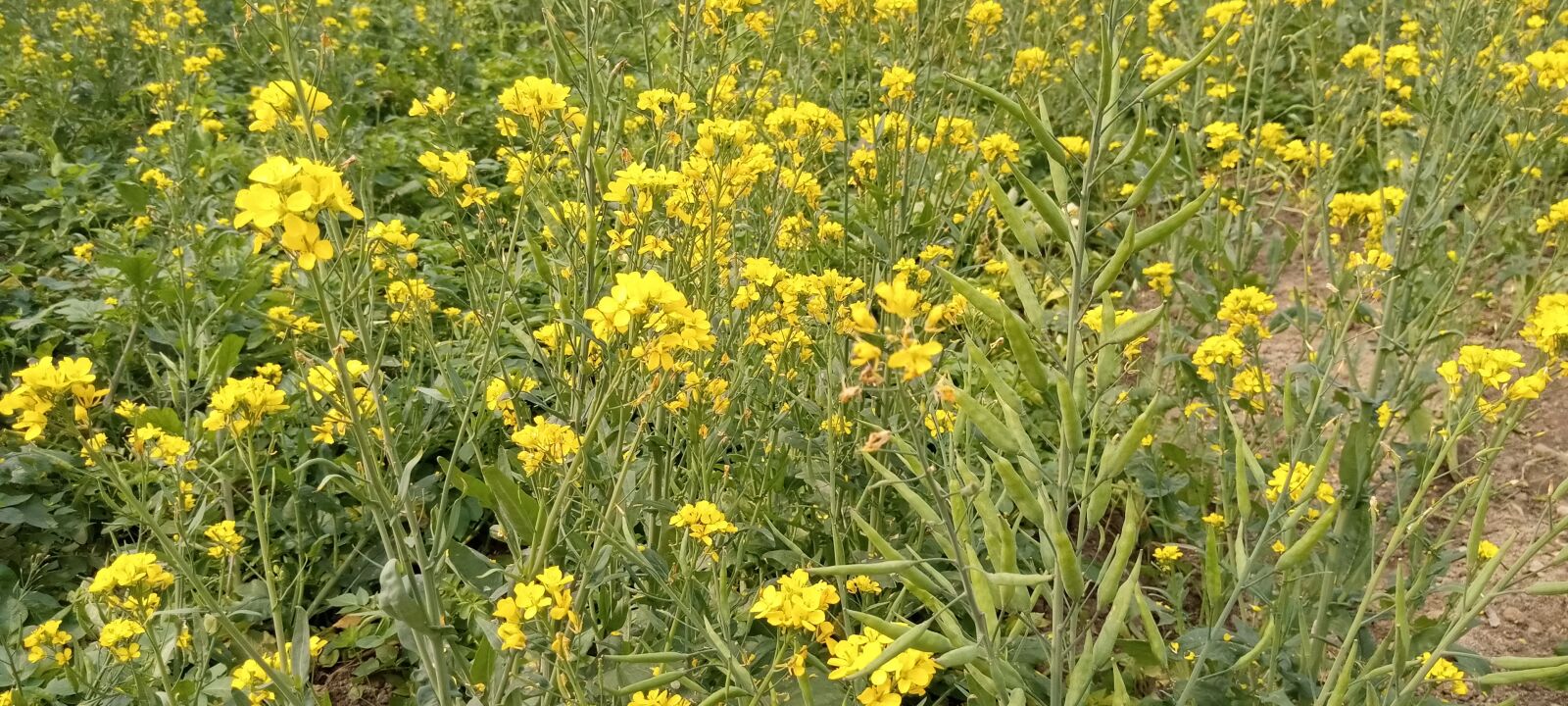 INFINIX MOBILITY LIMITED Infinix X650C sample photo. Flower image, field, flower photography