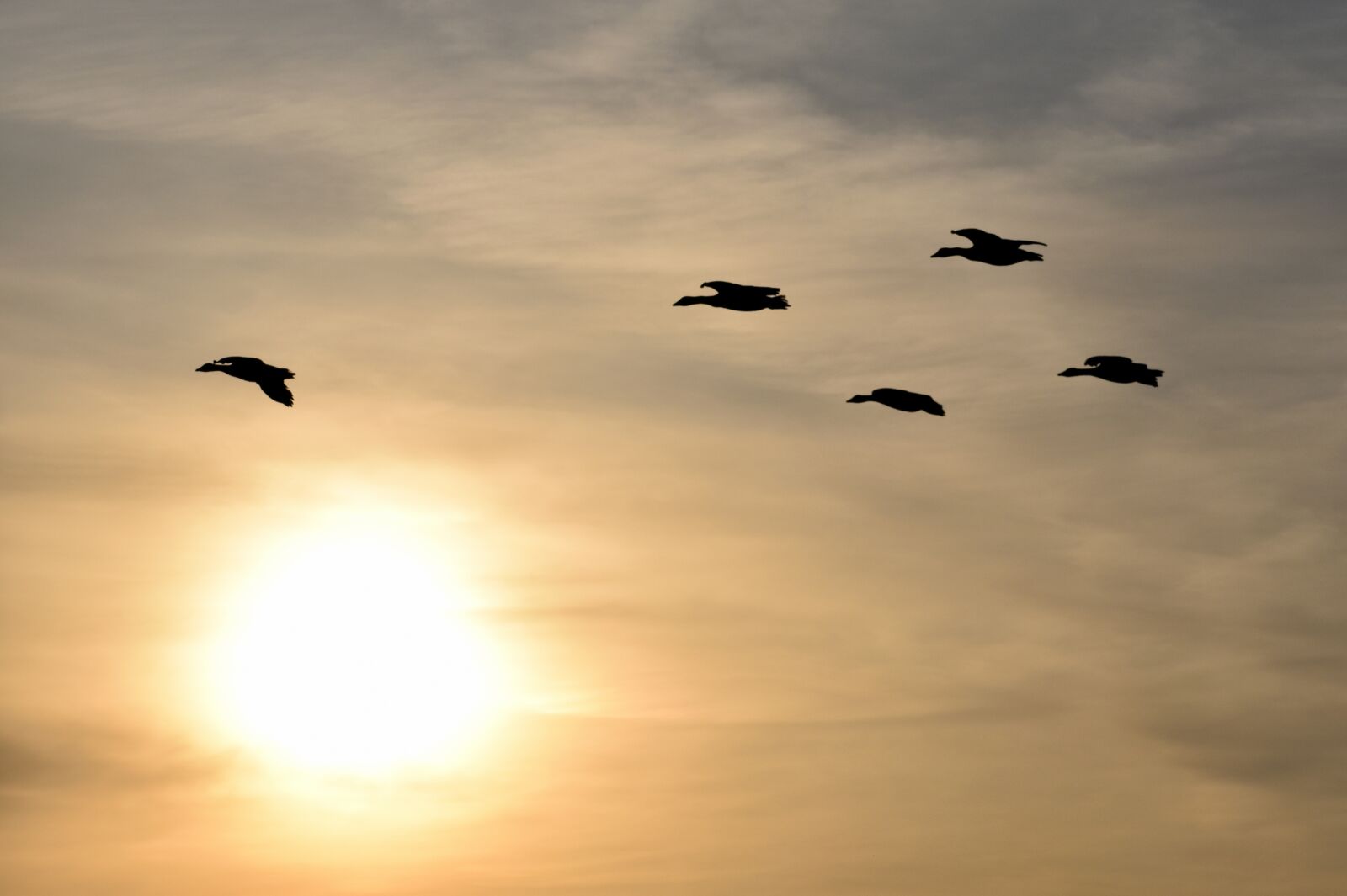 Nikon D3500 sample photo. Wild geese, flight, sunset photography