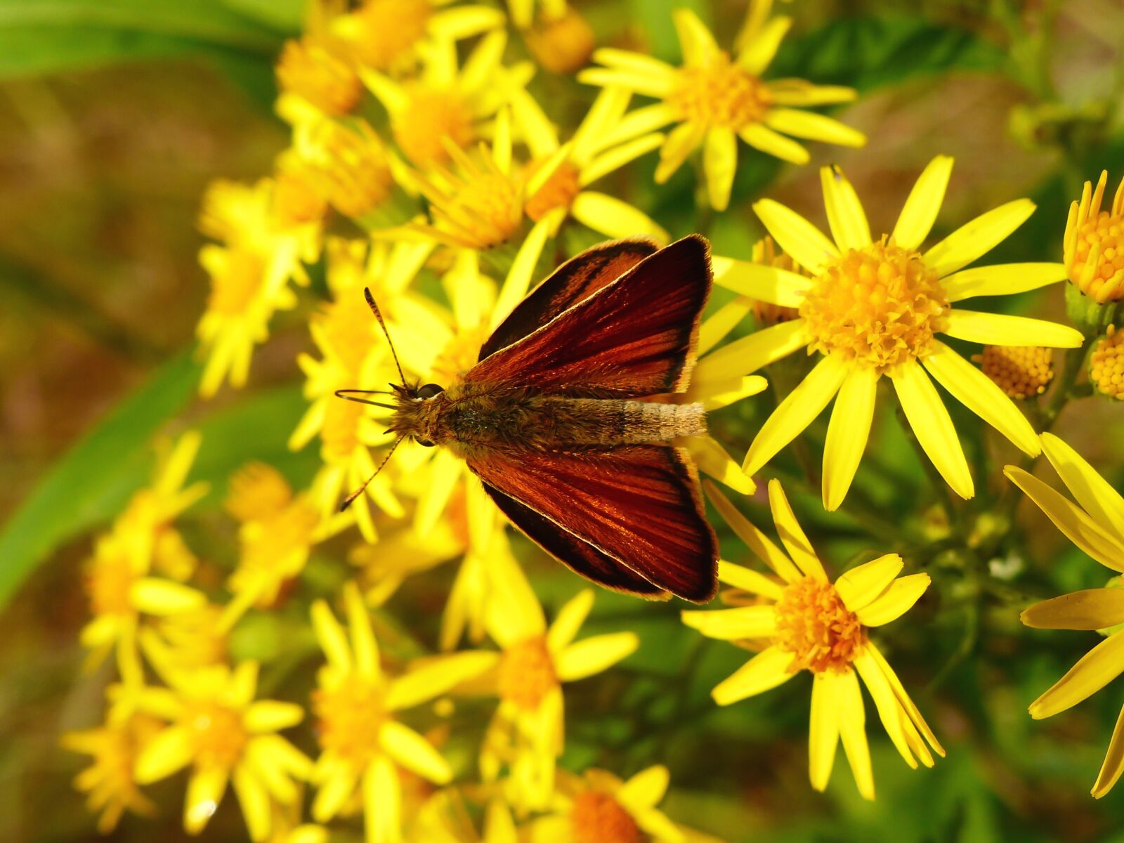 Panasonic Lumix DMC-FZ200 sample photo. Nature, insect, flower photography