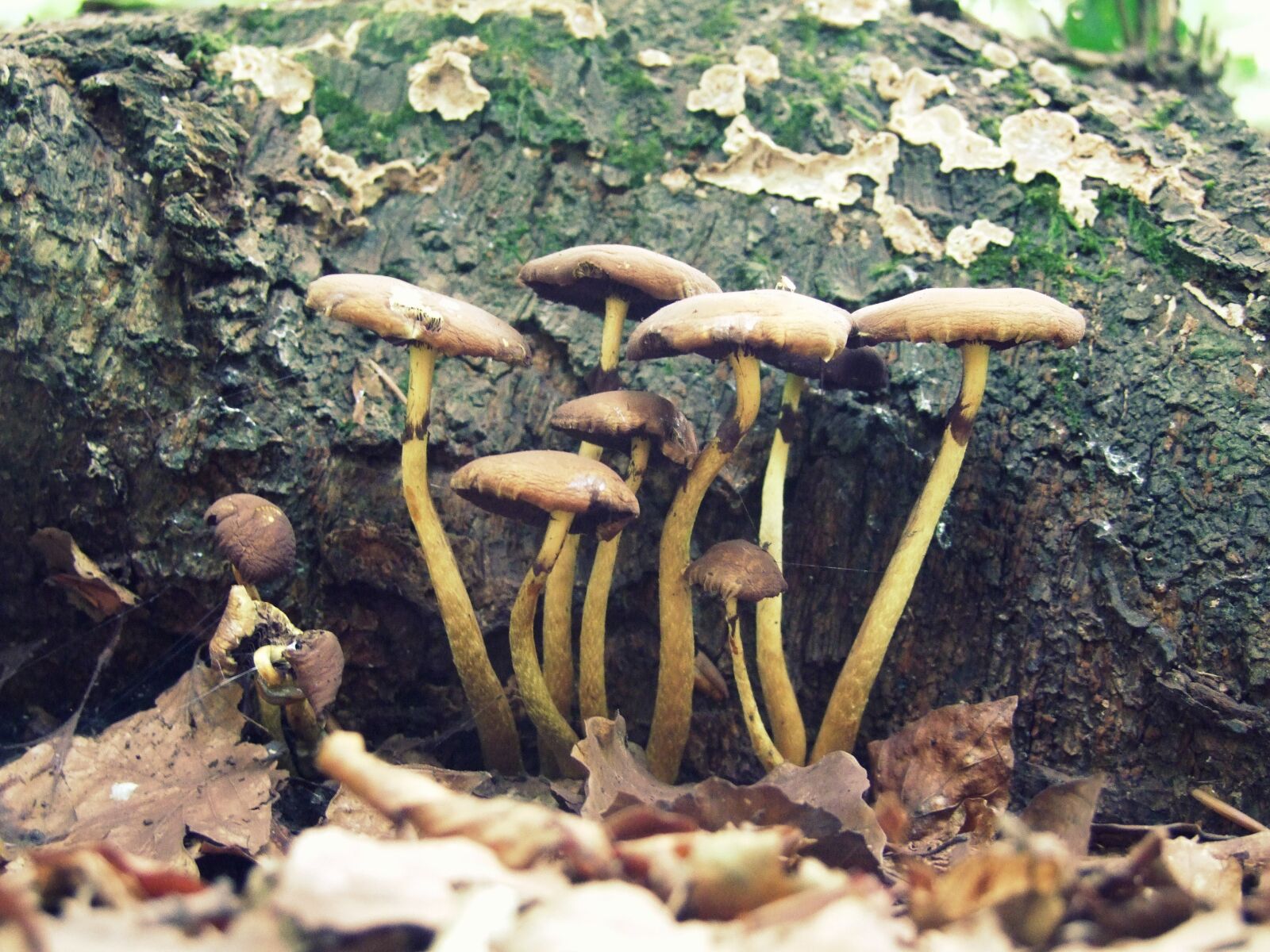 Fujifilm FinePix S100fs sample photo. Mushrooms, bark, leaves photography