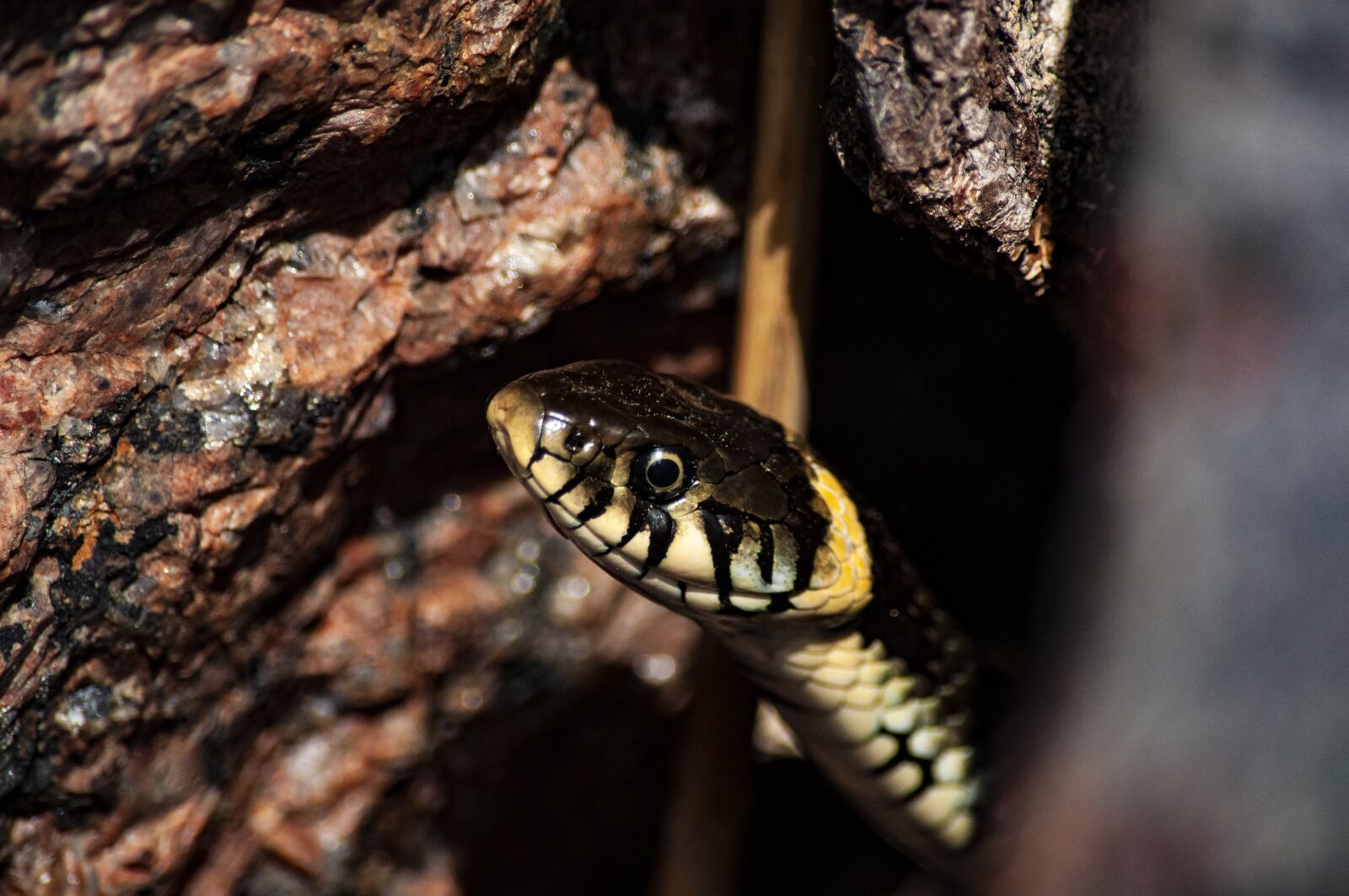 Nikon D5000 sample photo. Grass snake, snake, animal photography