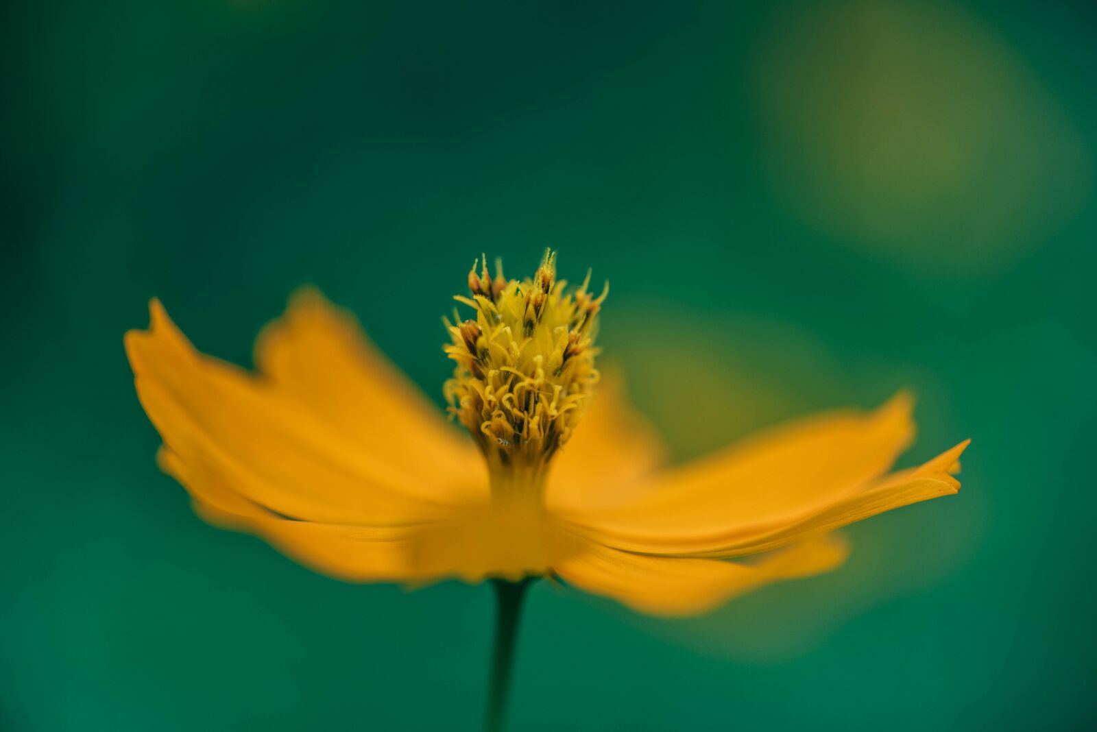 Nikon D750 sample photo. Flowers, yellow, color photography