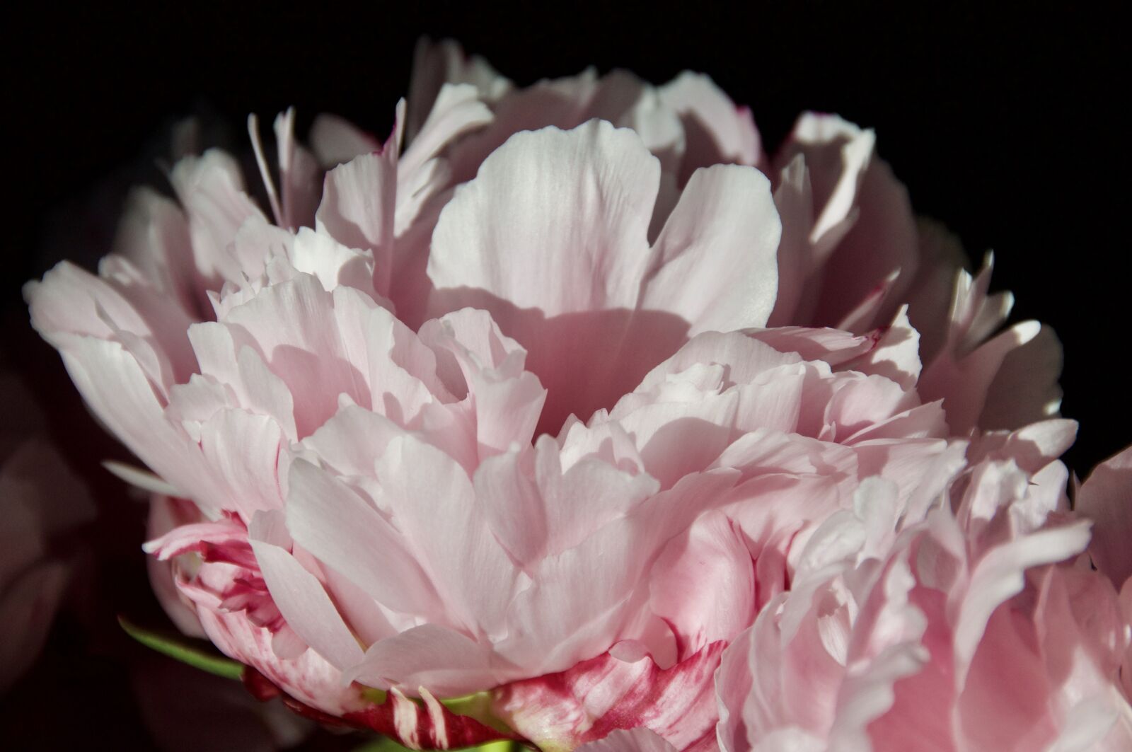 Nikon D90 sample photo. Peonies, flower, bloom photography