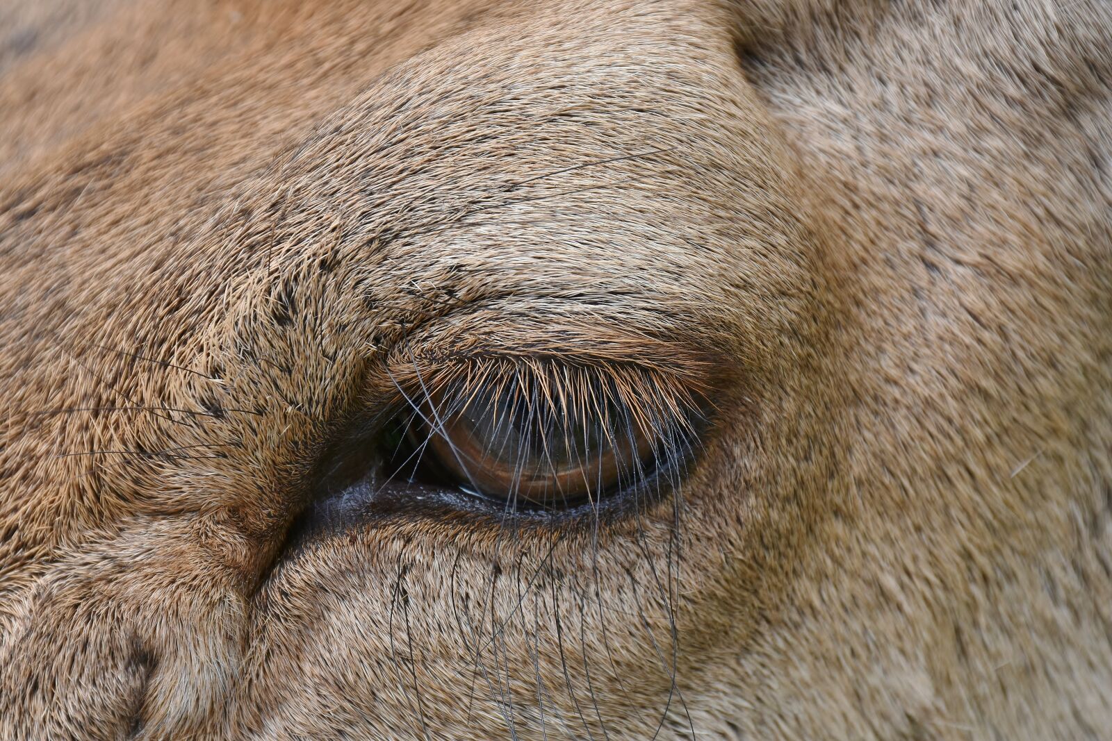 Nikon D7200 sample photo. Eye, animal eye, hirsch photography
