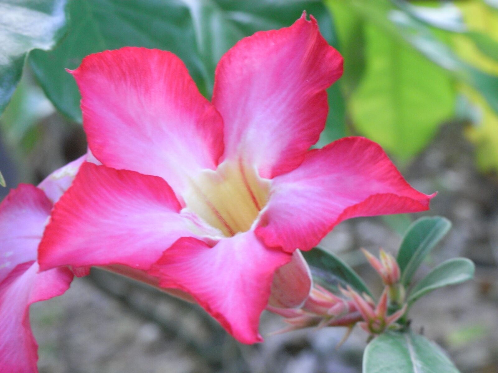 Ricoh Caplio R6 sample photo. Invited to visit, flowers photography
