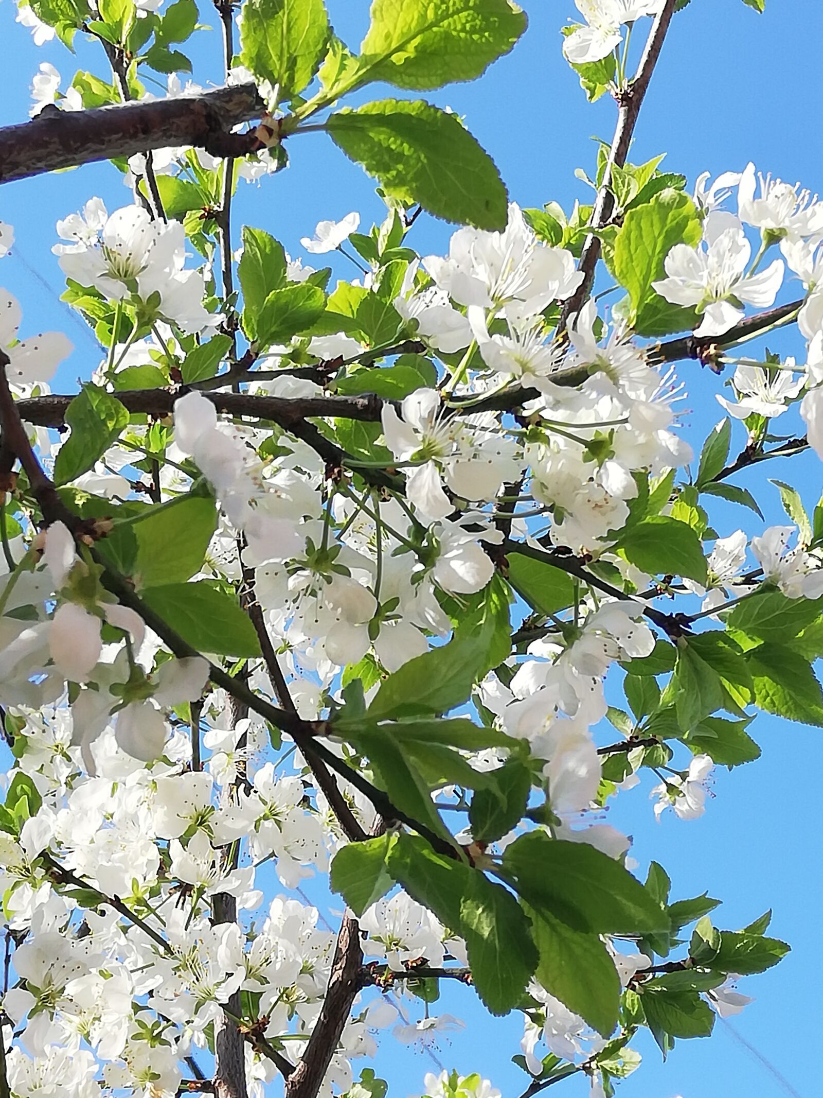 HUAWEI P20 lite sample photo. Cherry, blooms, white photography