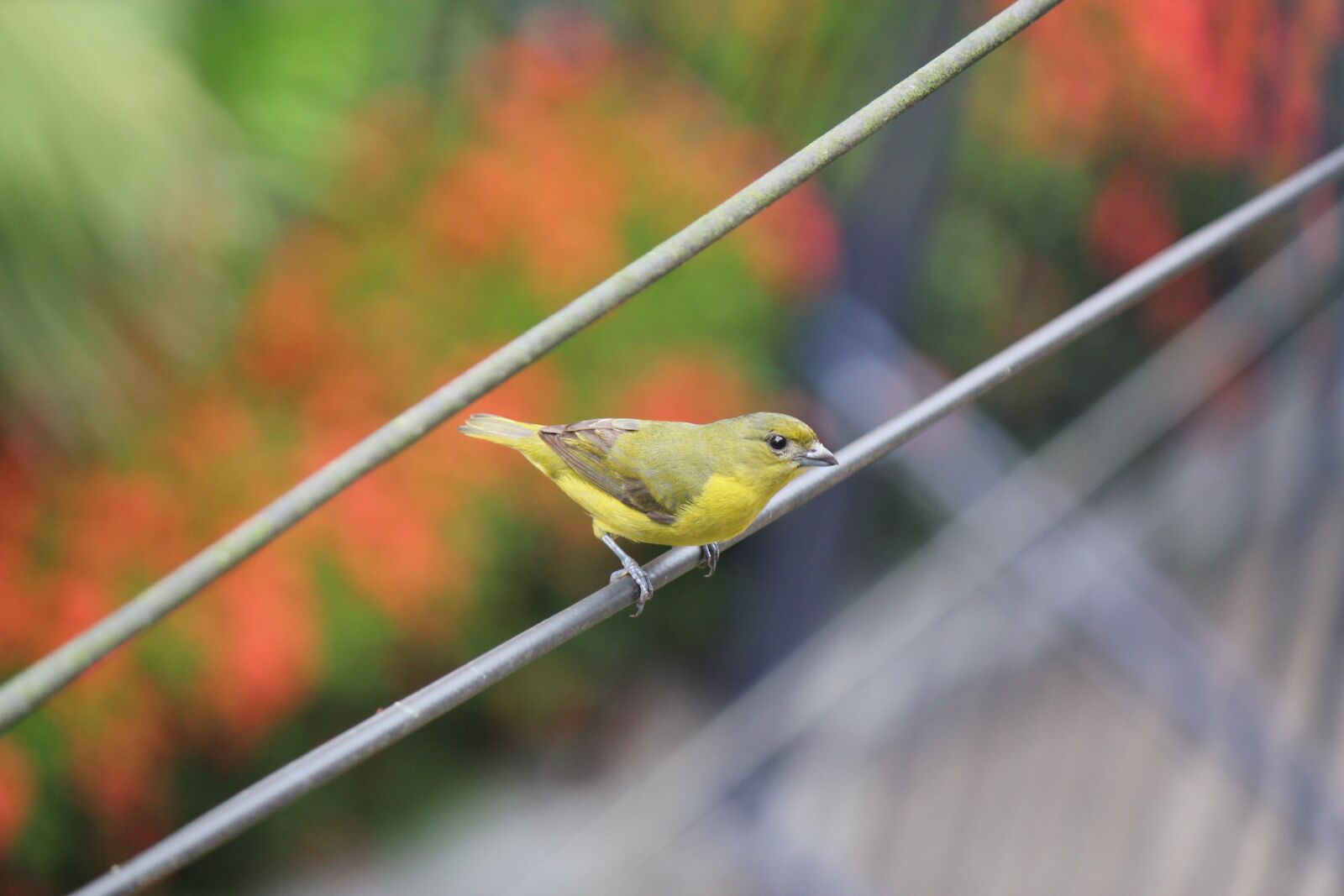 Canon EOS 550D (EOS Rebel T2i / EOS Kiss X4) sample photo. Bird, stopped, cable photography