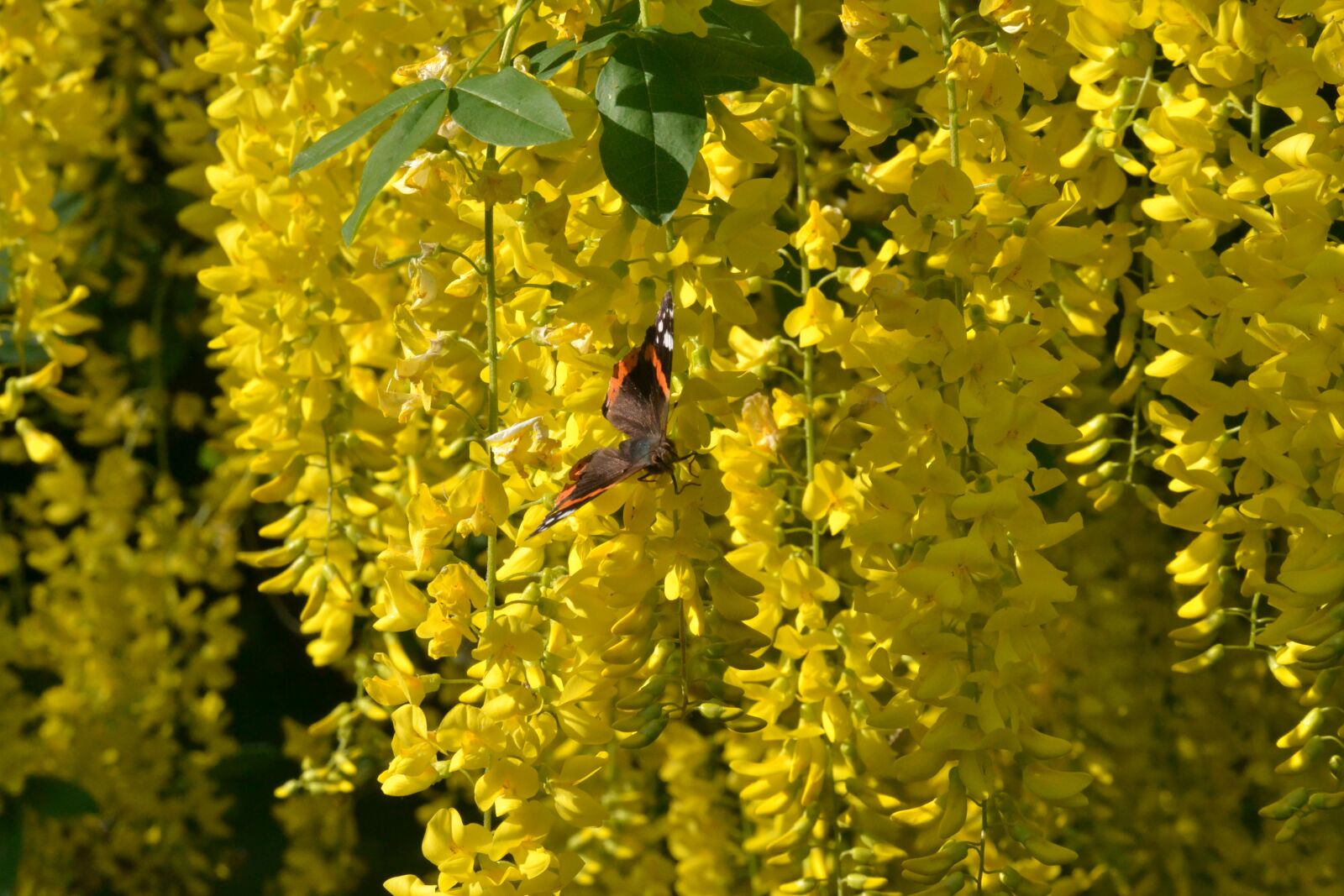 Nikon D3100 sample photo. Nature, butterfly, spring photography