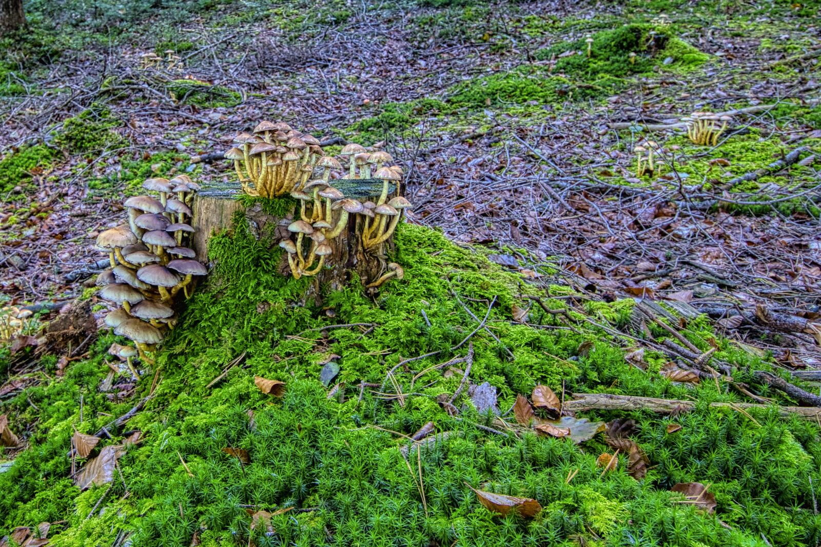 Nikon D7500 sample photo. Autumn, mushroom, tree stump photography