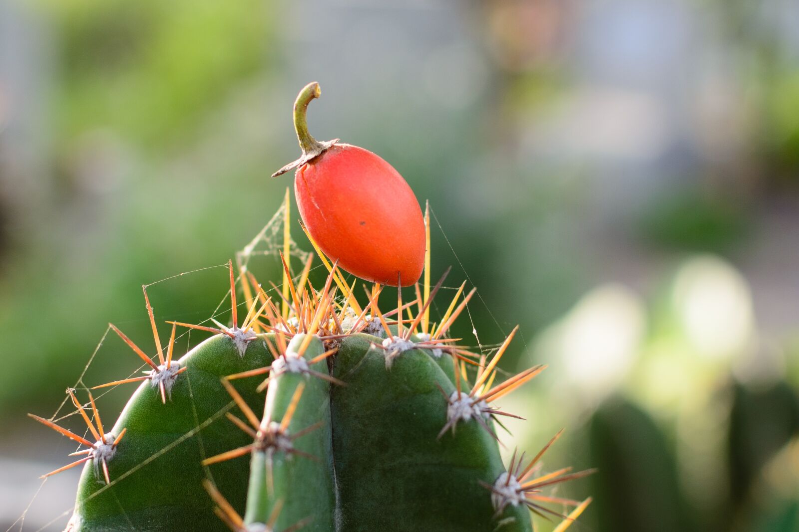 Nikon D7100 sample photo. Red, plant, nature photography