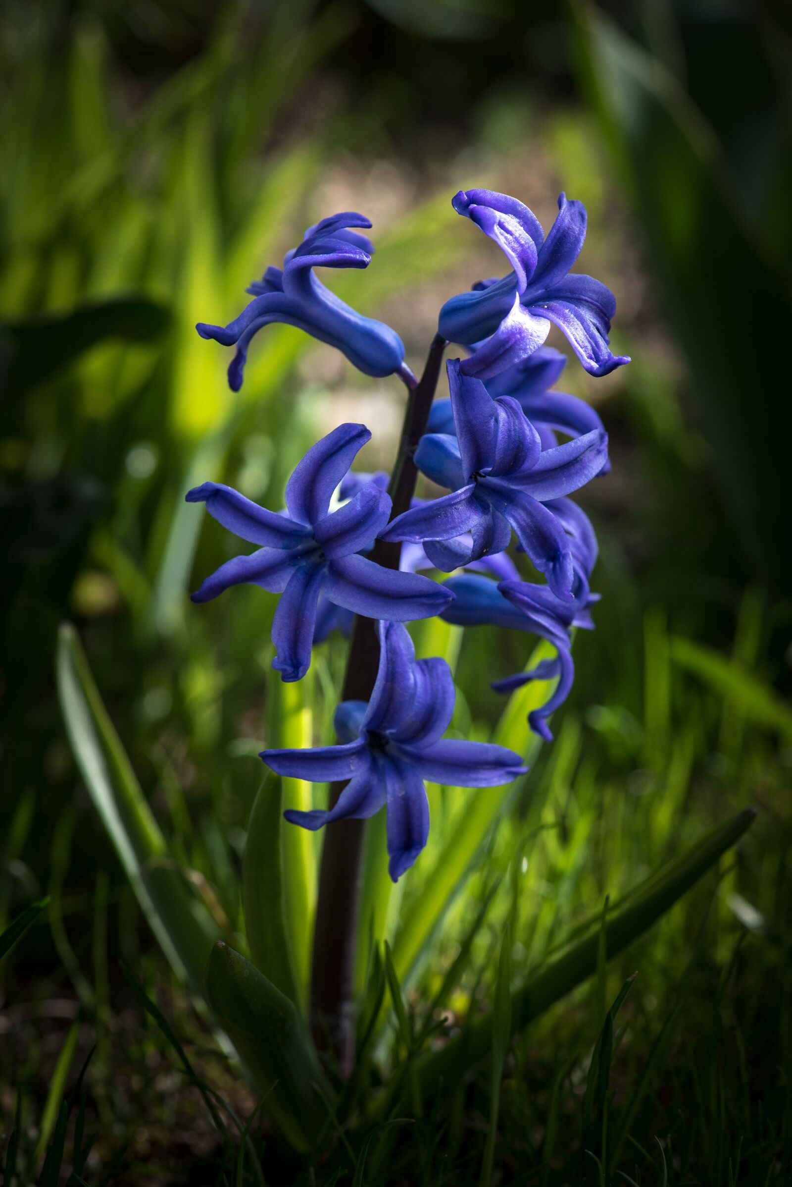 Nikon D750 sample photo. Hyacinth, blue, flower photography