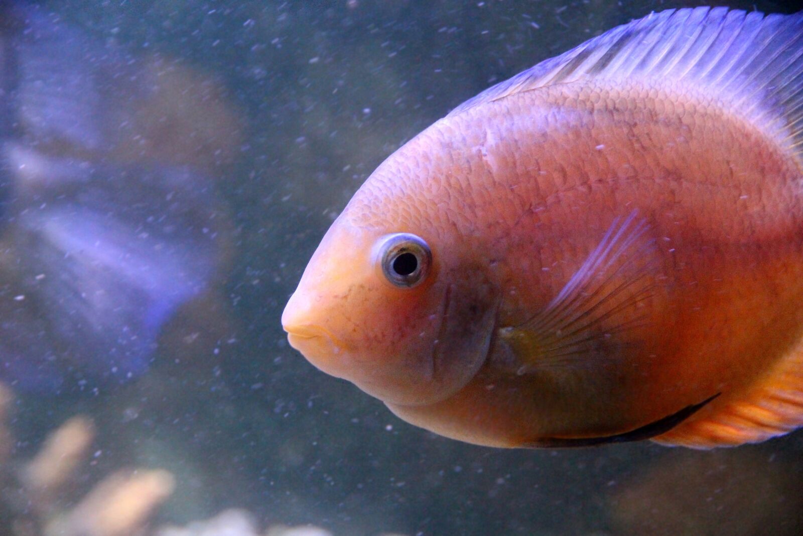 Canon EOS 650D (EOS Rebel T4i / EOS Kiss X6i) sample photo. Cichlasoma, cichlid, fish photography