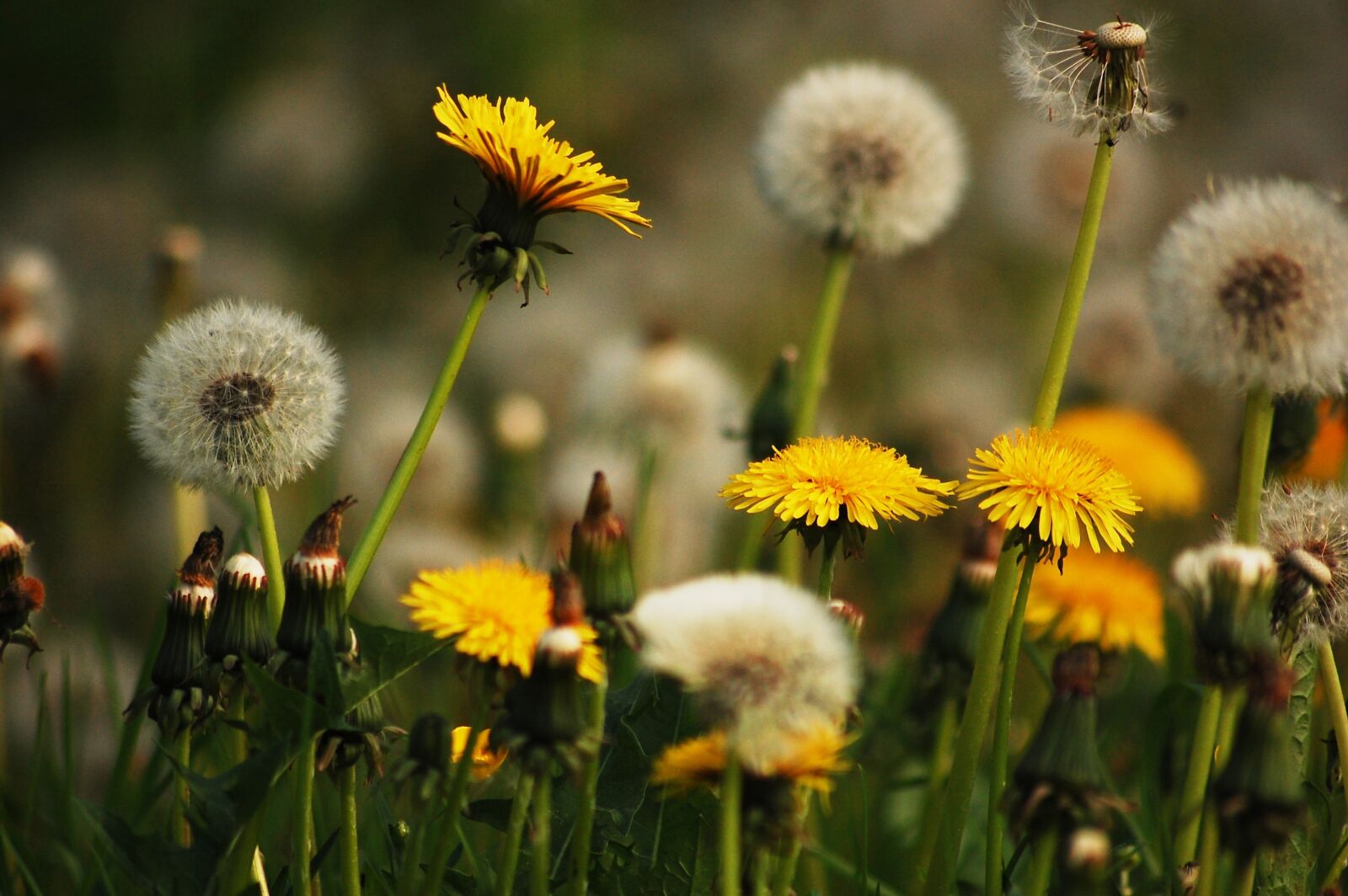 Nikon D40 sample photo. Meadow, nature, dandelions photography