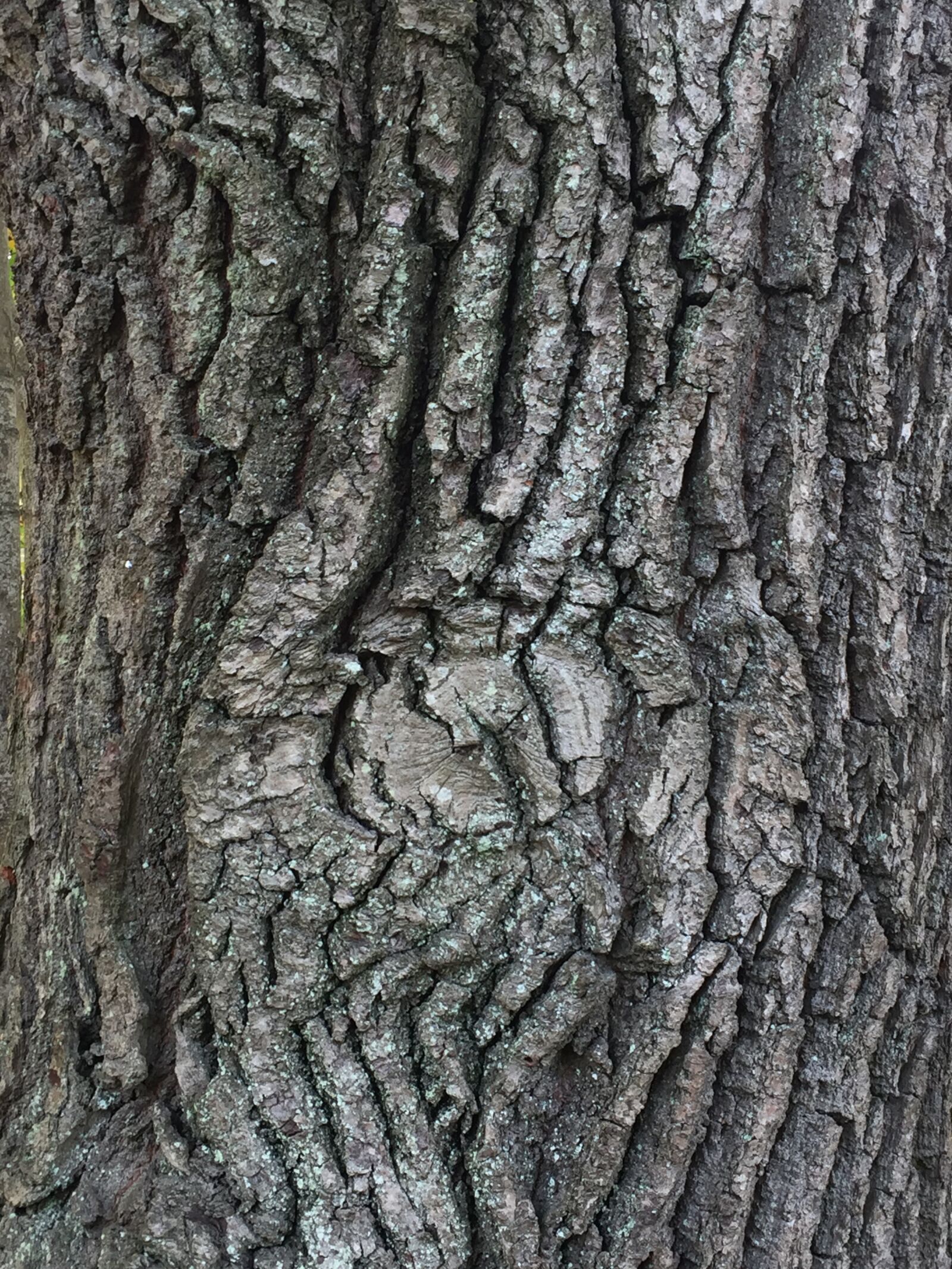 Apple iPhone 6 sample photo. Tree, wood, bark photography