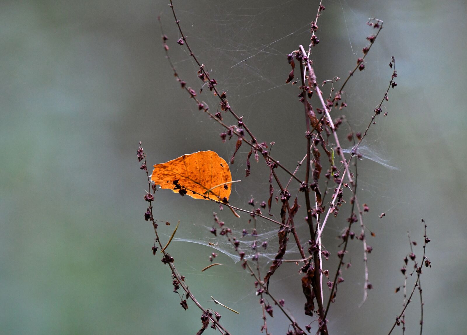 Nikon D500 sample photo. Autumn, petal, fall colors photography