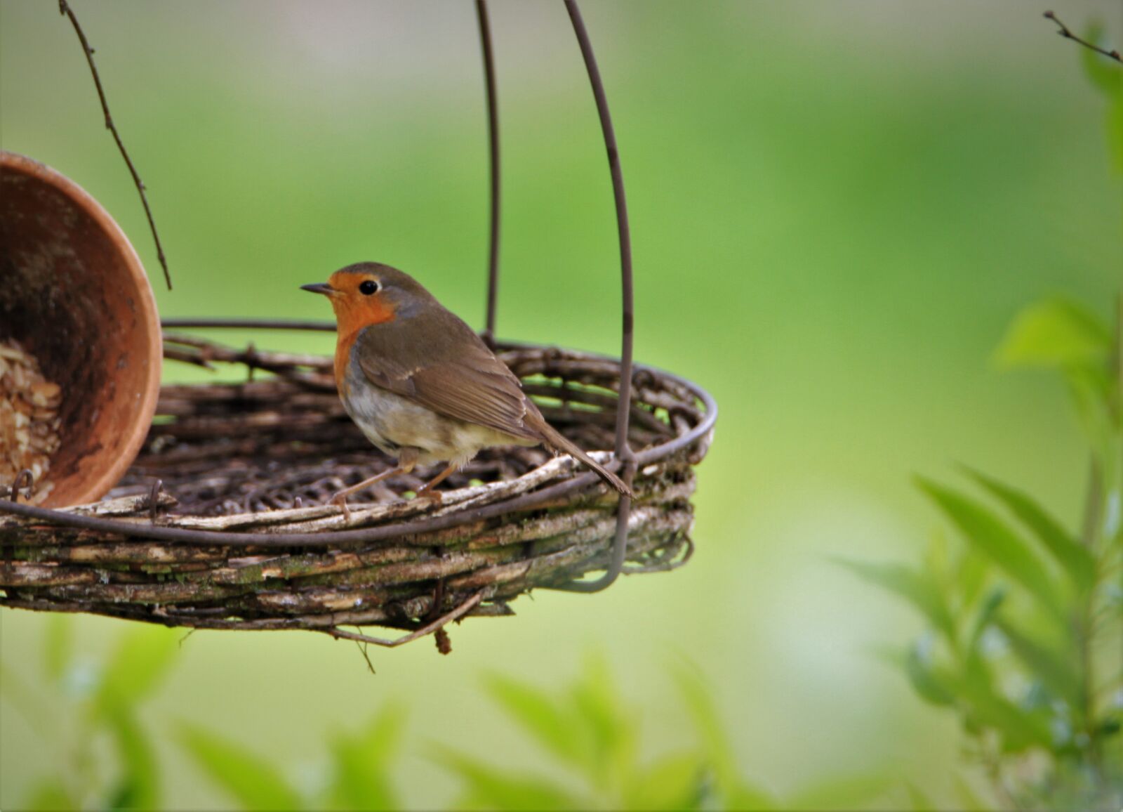 Tamron SP 150-600mm F5-6.3 Di VC USD sample photo. Robin, bird, songbird photography